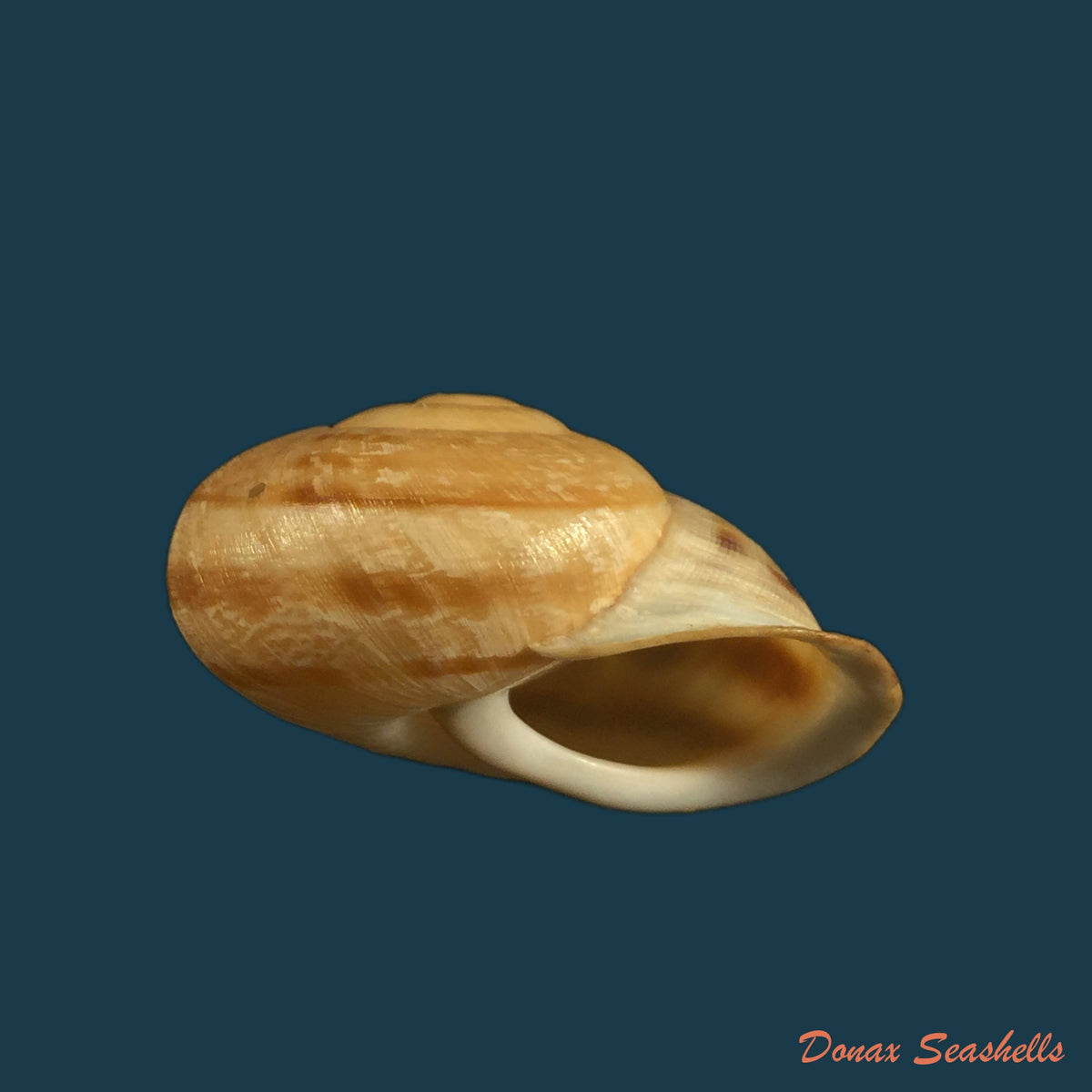 copia-de-iberus-lorcanus-rossmassler-1854-34-2mm-1