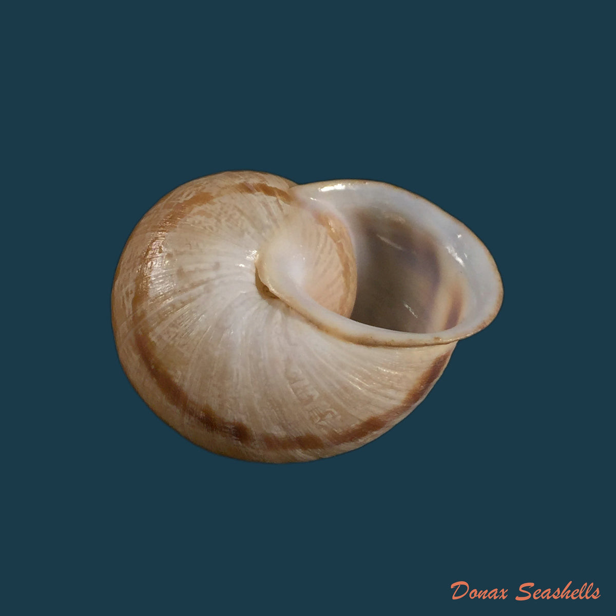 copia-de-iberus-lorcanus-rossmassler-1854-34-2mm-1