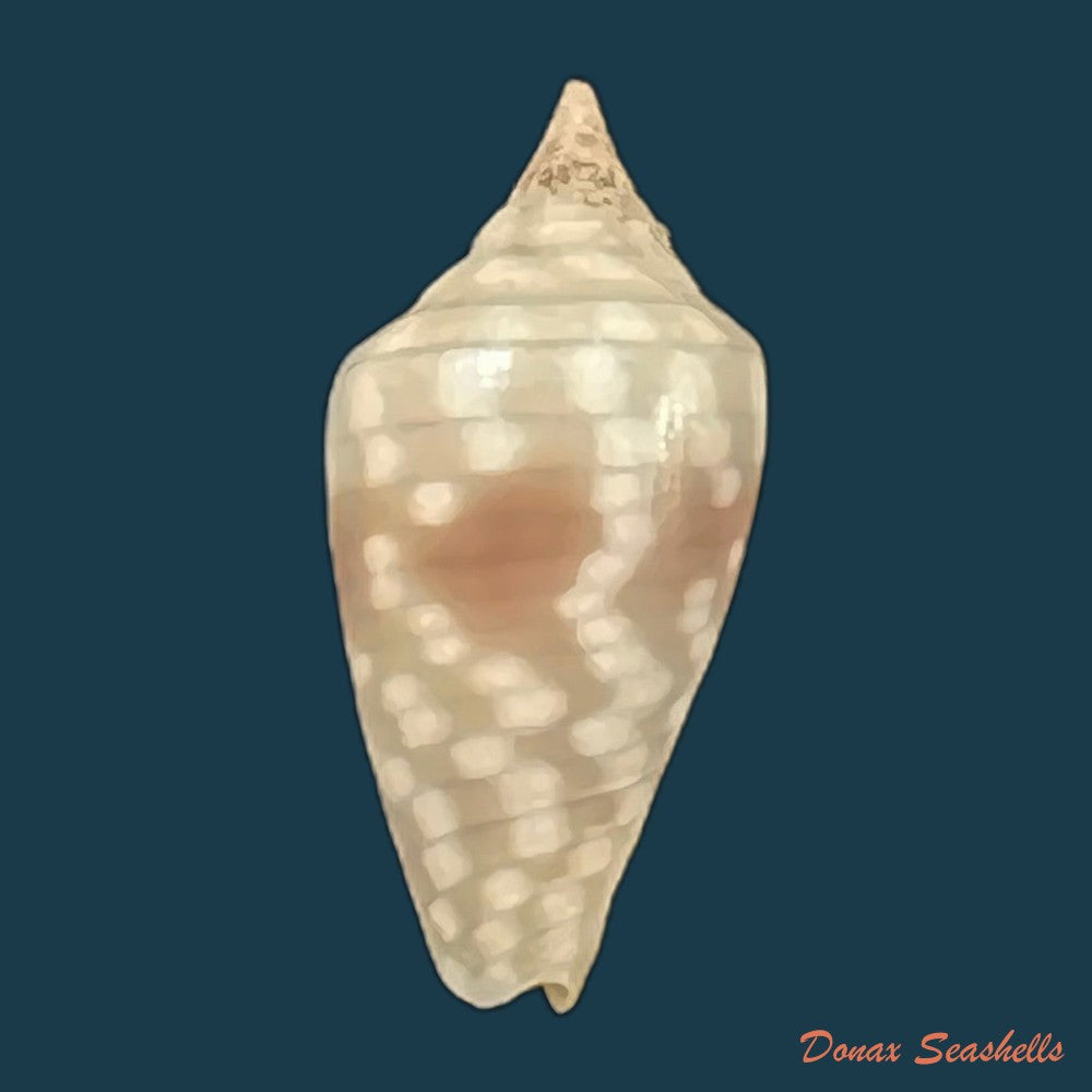 copia-de-imbricaria-conularis-lamarck-1811-15-6mm