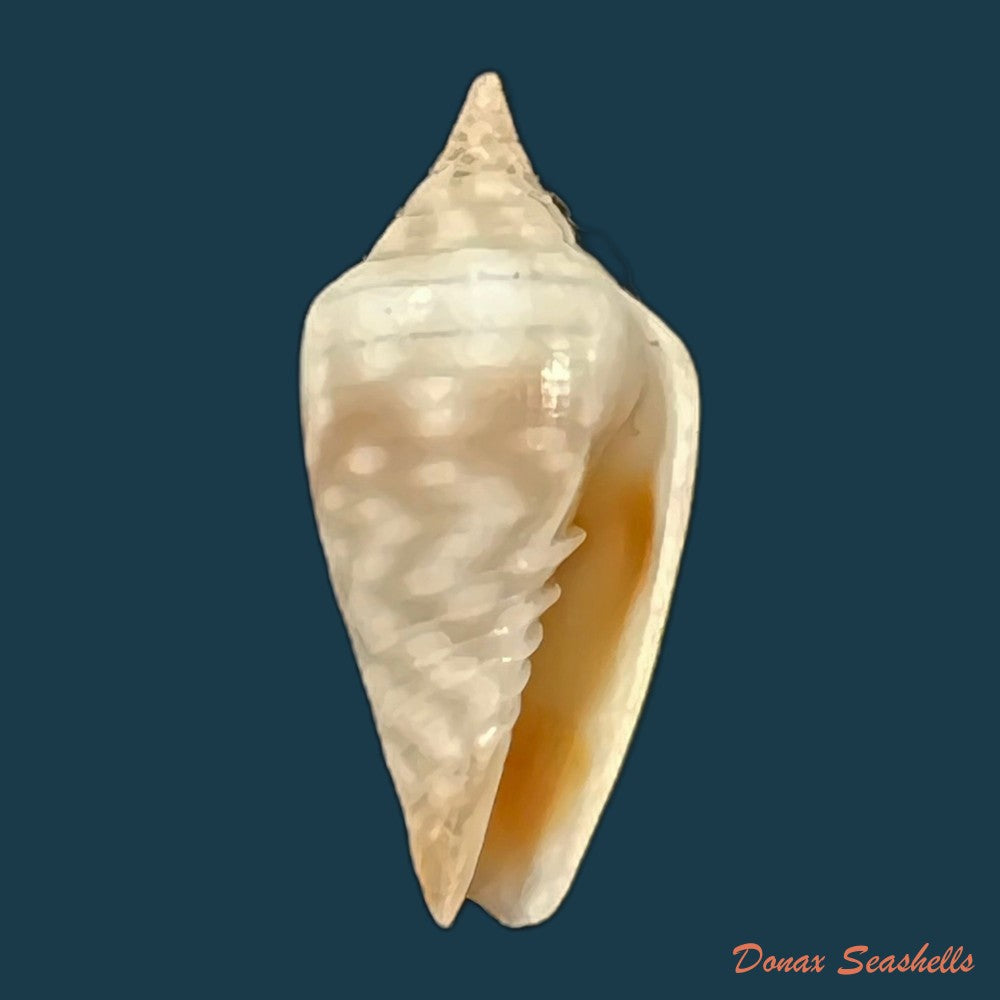 copia-de-imbricaria-conularis-lamarck-1811-15-6mm