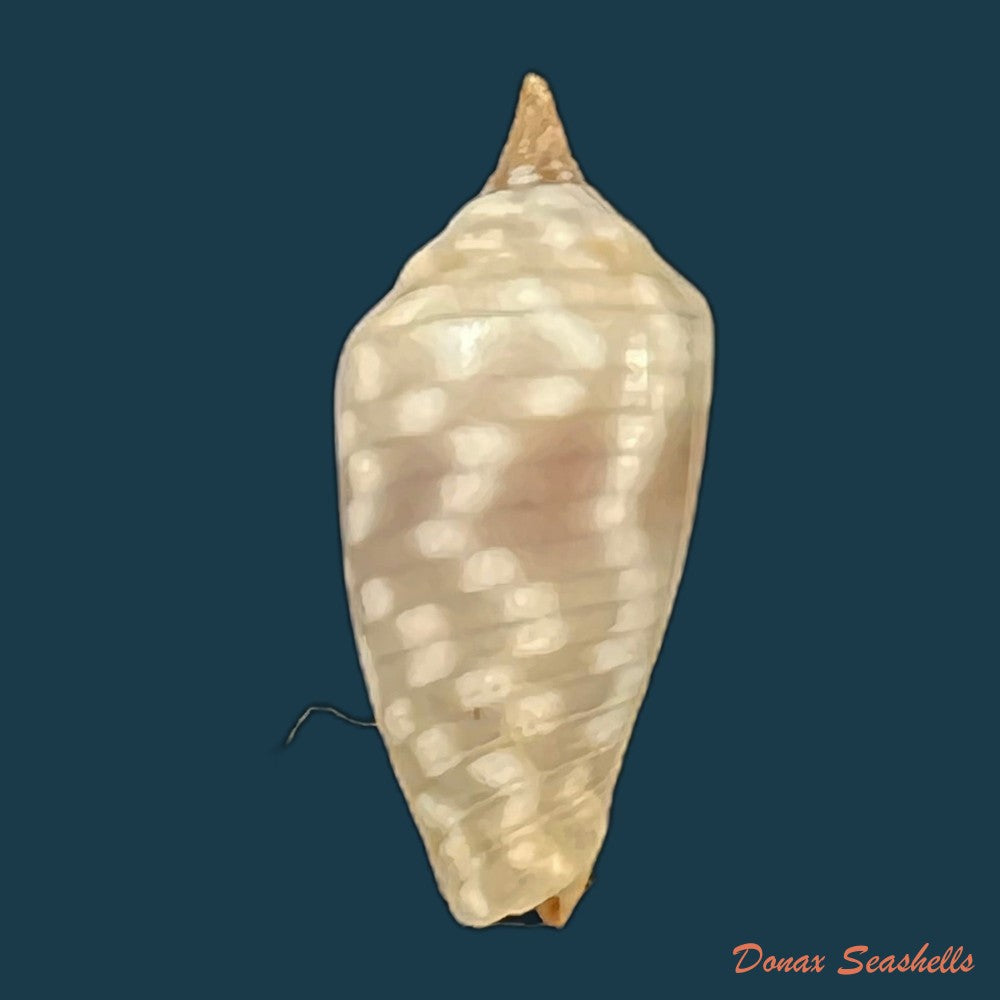 copia-de-imbricaria-conularis-lamarck-1811-17-6mm
