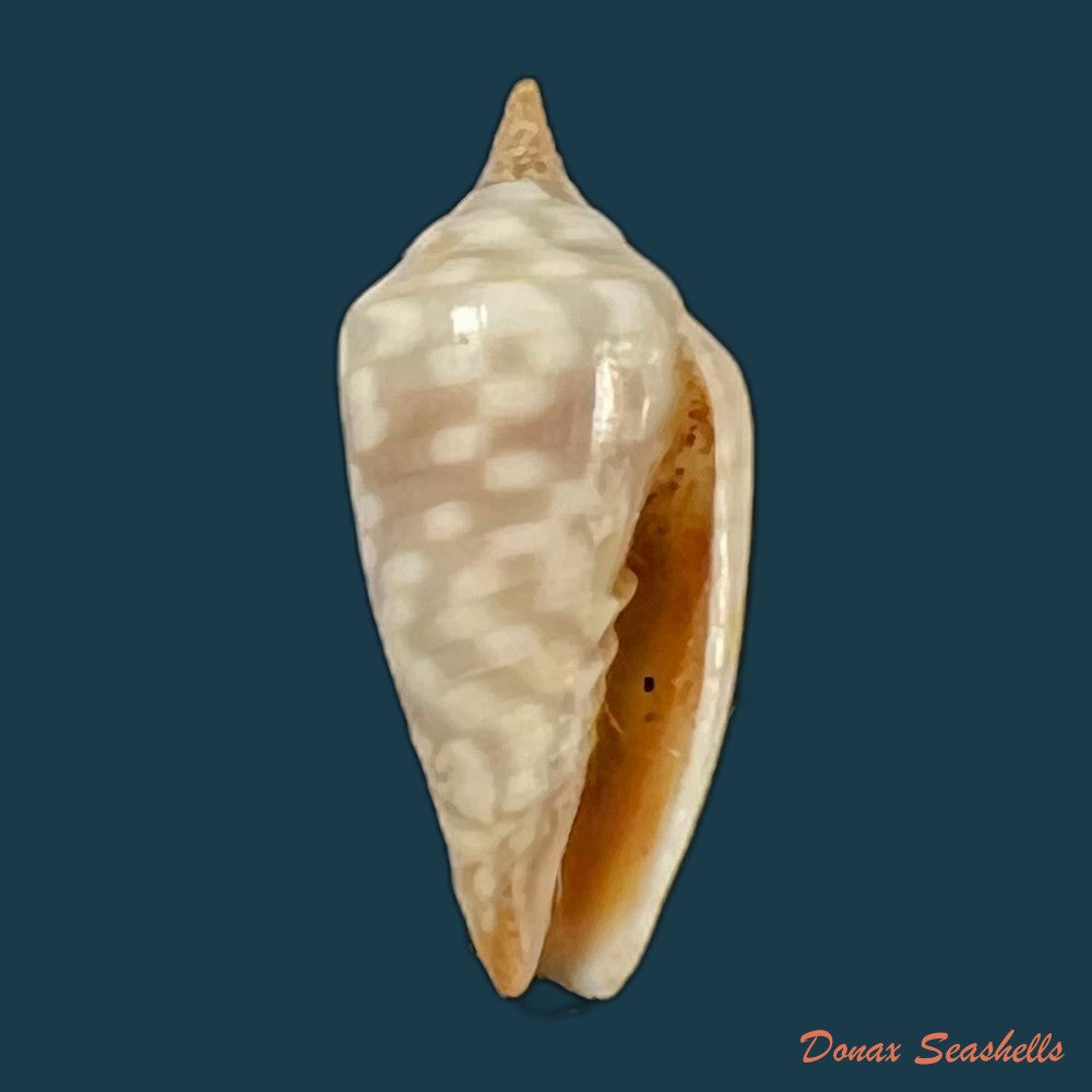 copia-de-imbricaria-conularis-lamarck-1811-17-6mm