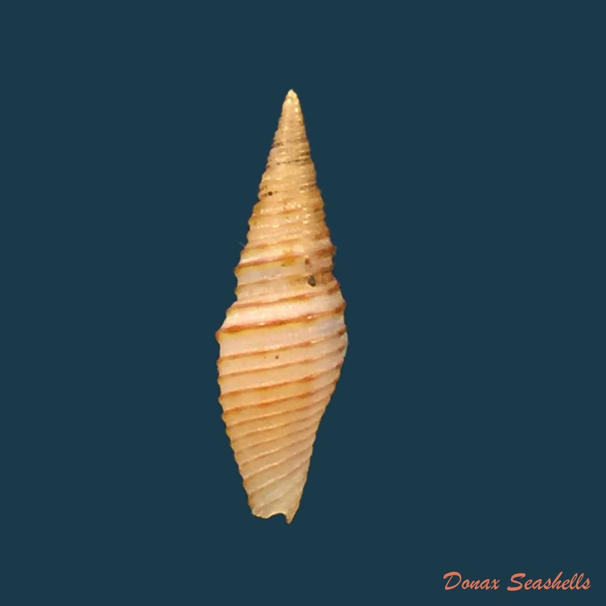 copia-de-imbricaria-interlirata-reeve-1844-12-3mm