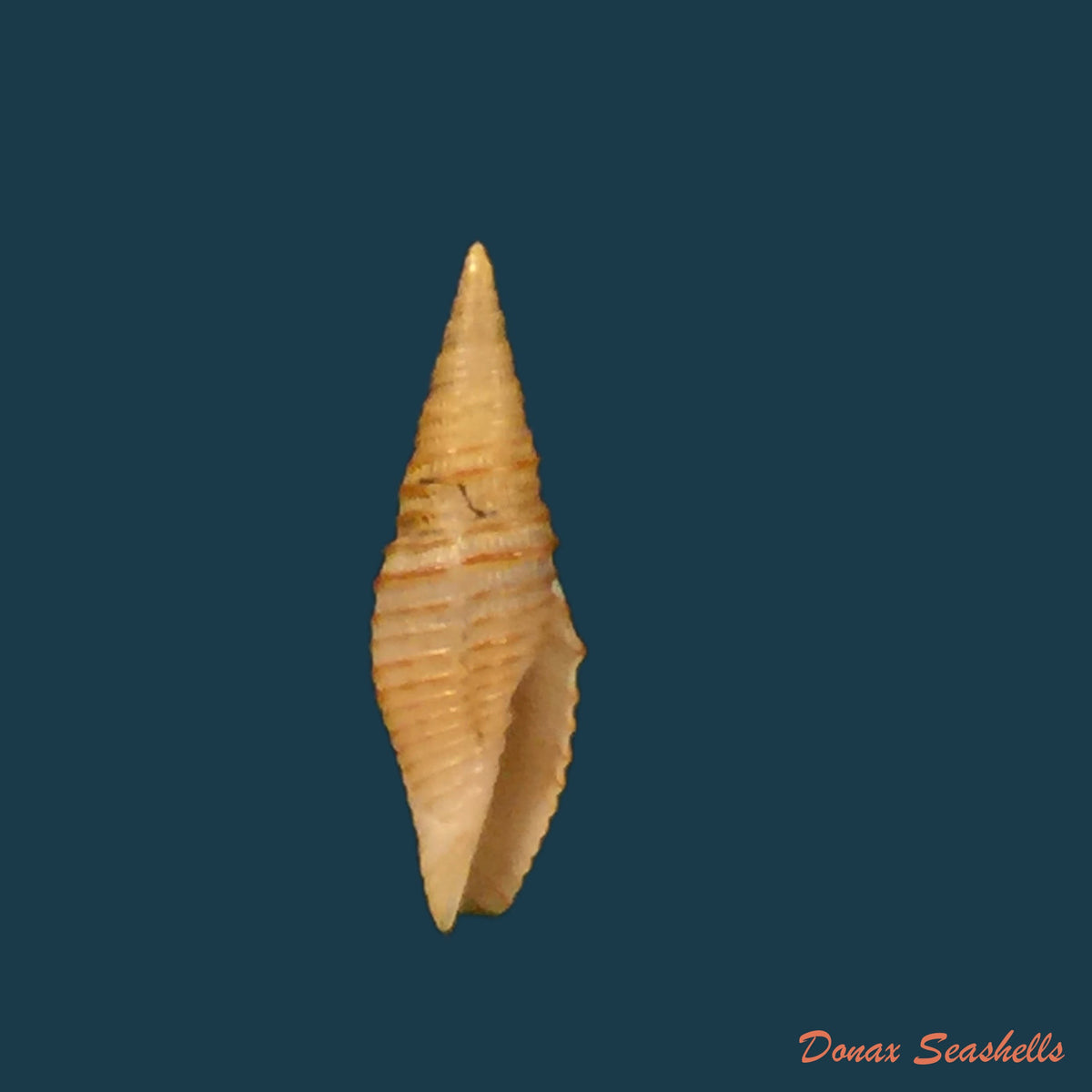 copia-de-imbricaria-interlirata-reeve-1844-12-3mm