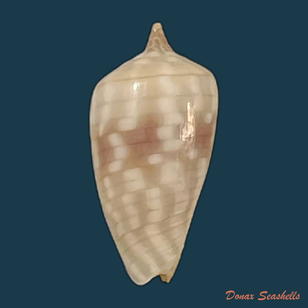copia-de-imbricariopsis-conovula-quoy-gaimard-1833-10-3mm