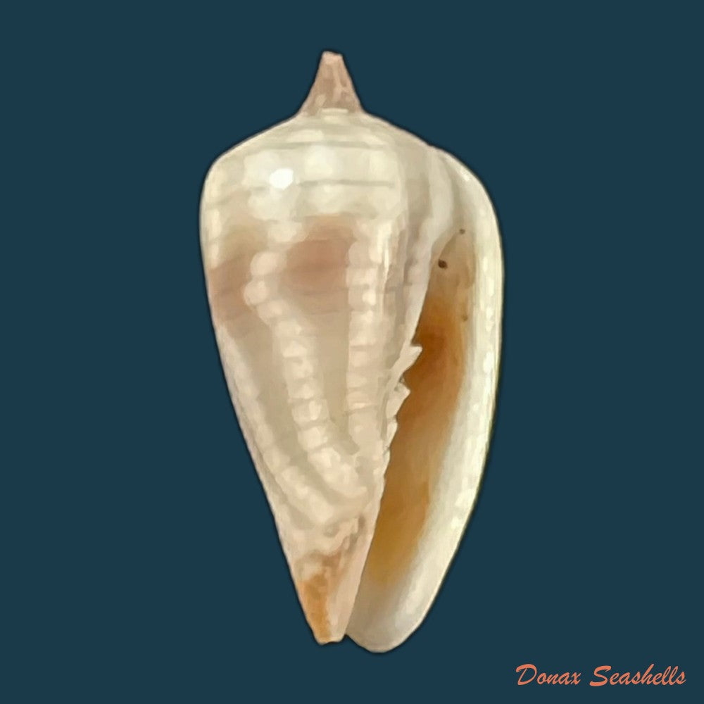 copia-de-imbricariopsis-conovula-quoy-gaimard-1833-10-3mm