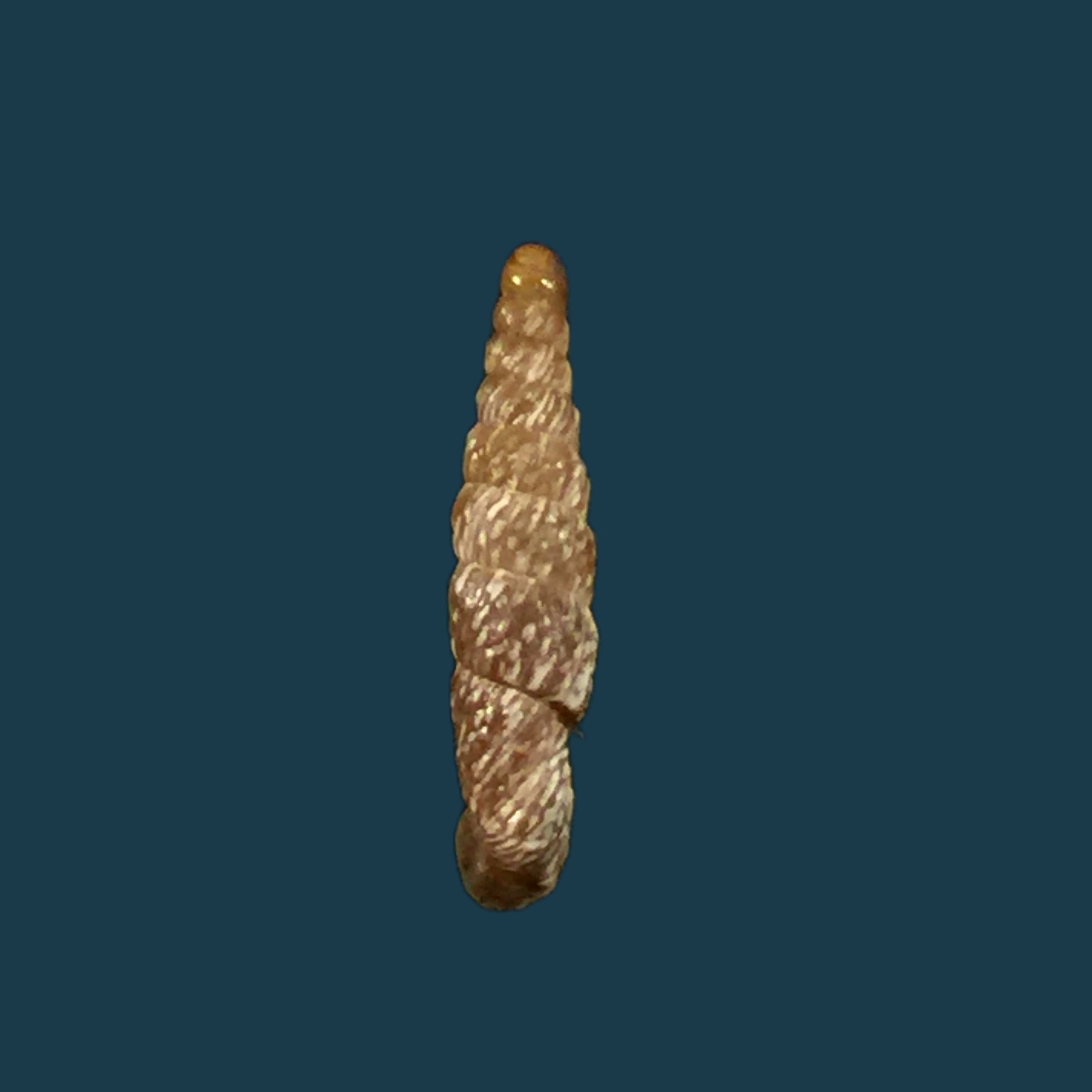 Incaglaia olssoni (Pilsbry, 1949) - 12,1mm