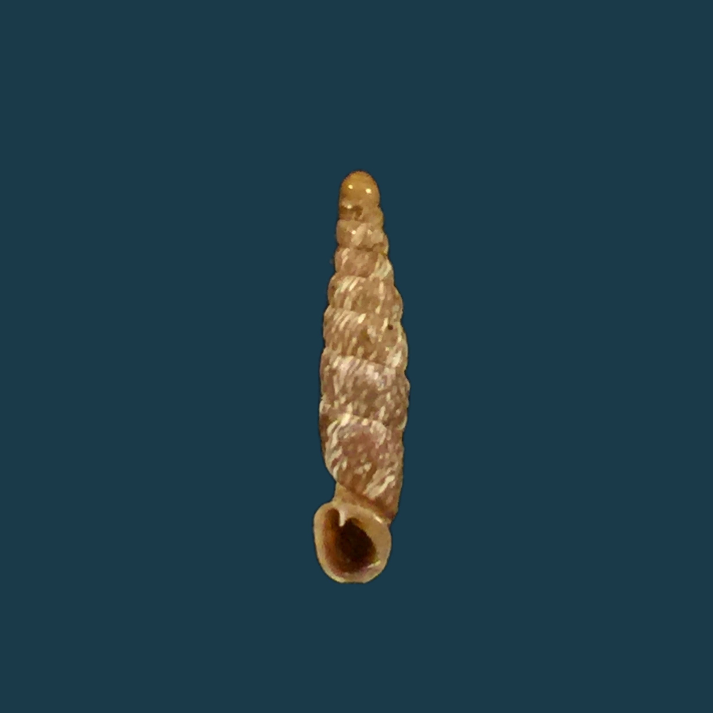 Incaglaia olssoni (Pilsbry, 1949) - 12,1mm
