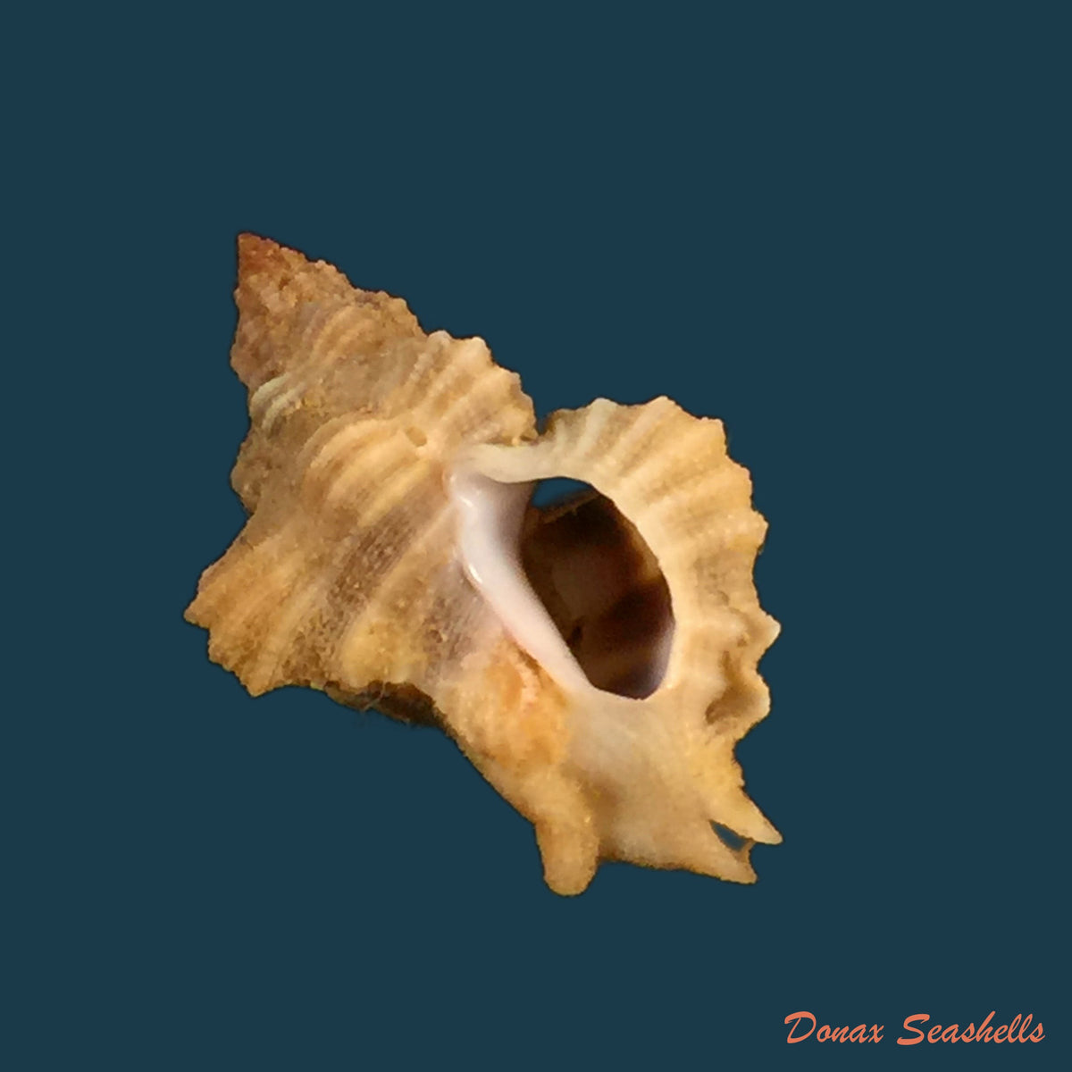 copia-de-inermicosta-inermicosta-vokes-1964-21-8mm
