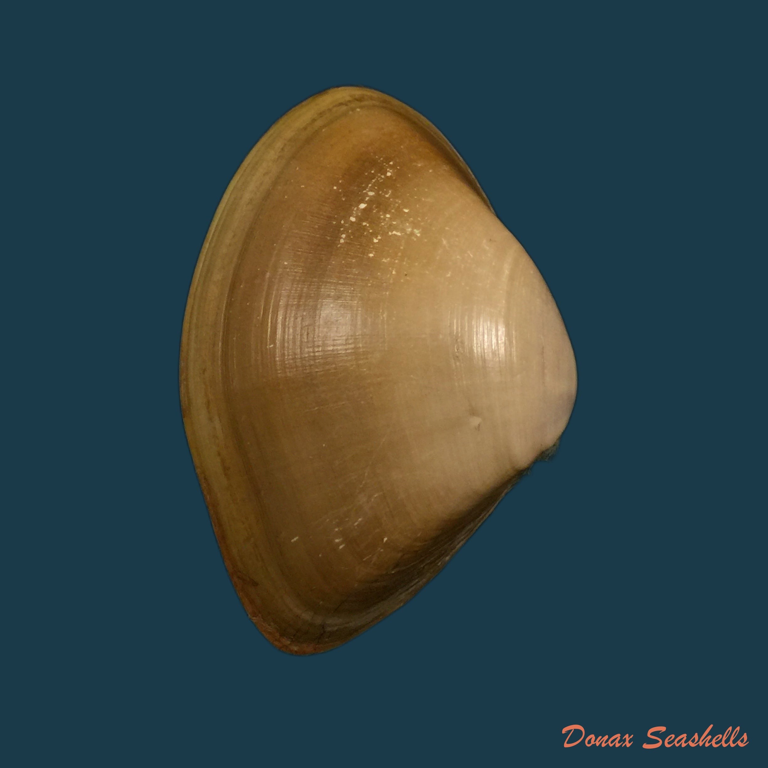 copia-de-iphigenia-brasiliensis-lamarck-1818-54mm-1