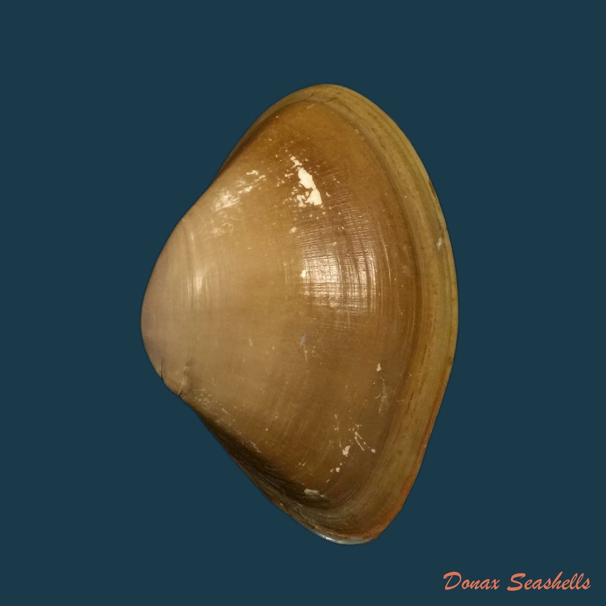 copia-de-iphigenia-brasiliensis-lamarck-1818-54mm-1