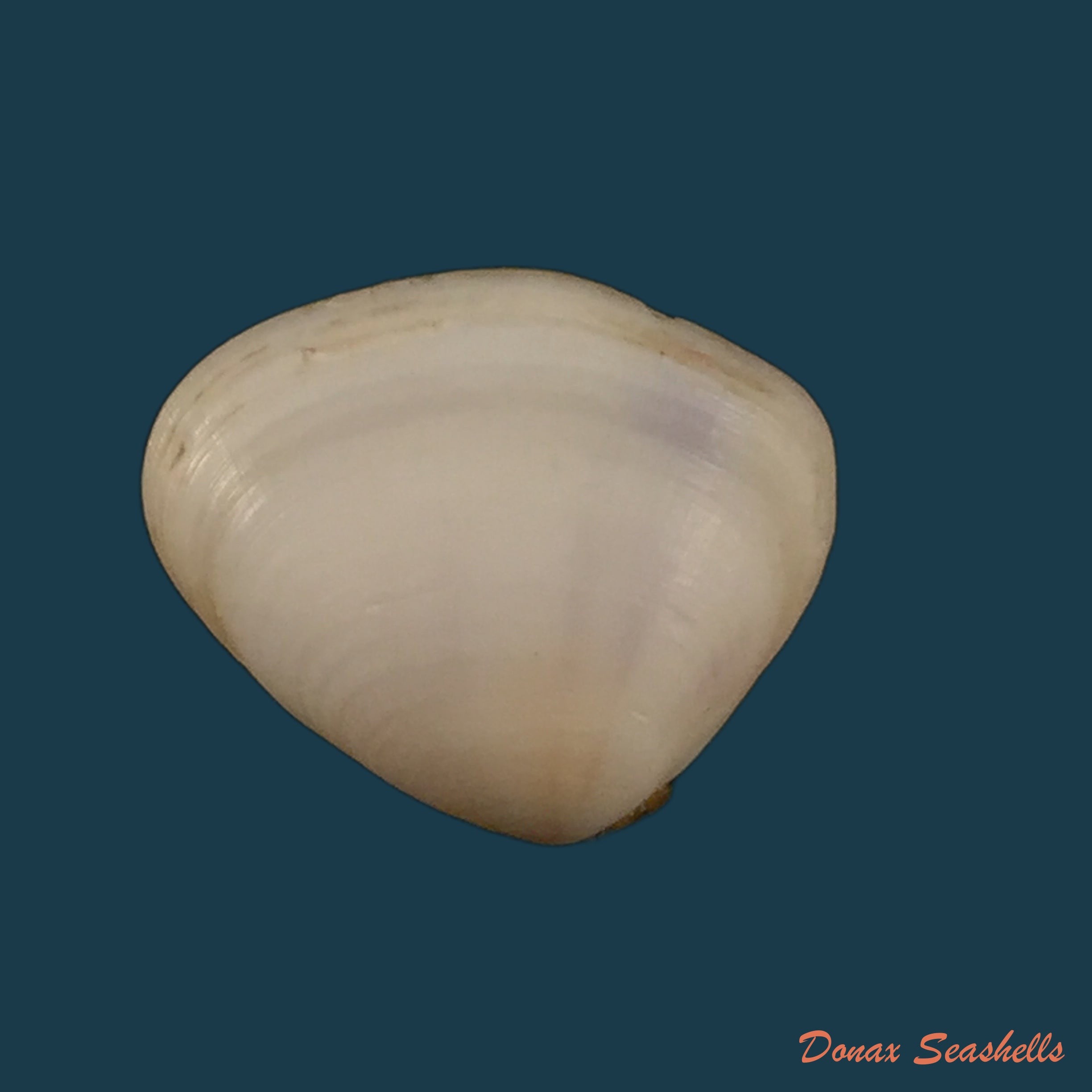 copia-de-iphigenia-brasiliensis-lamarck-1818-54mm
