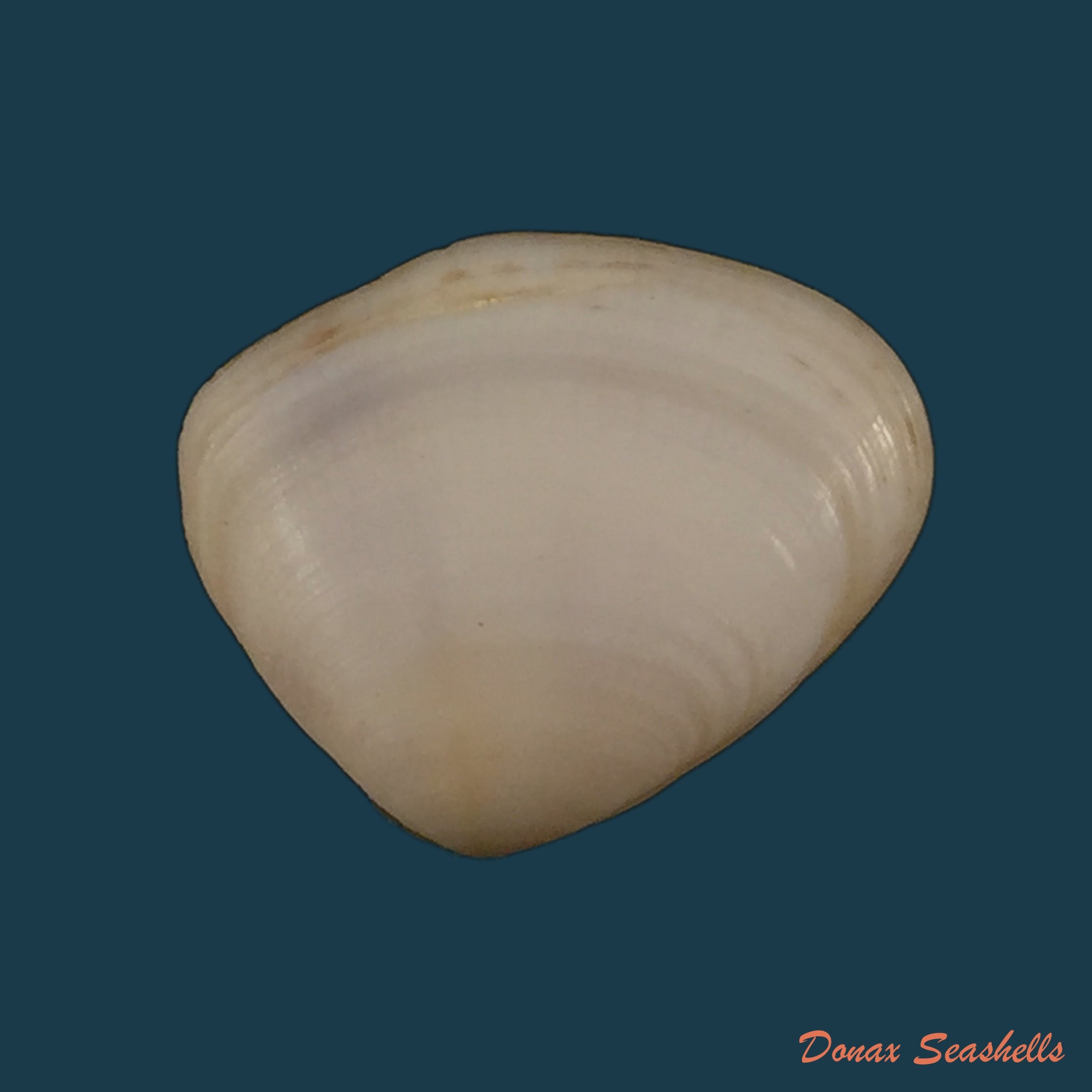copia-de-iphigenia-brasiliensis-lamarck-1818-54mm