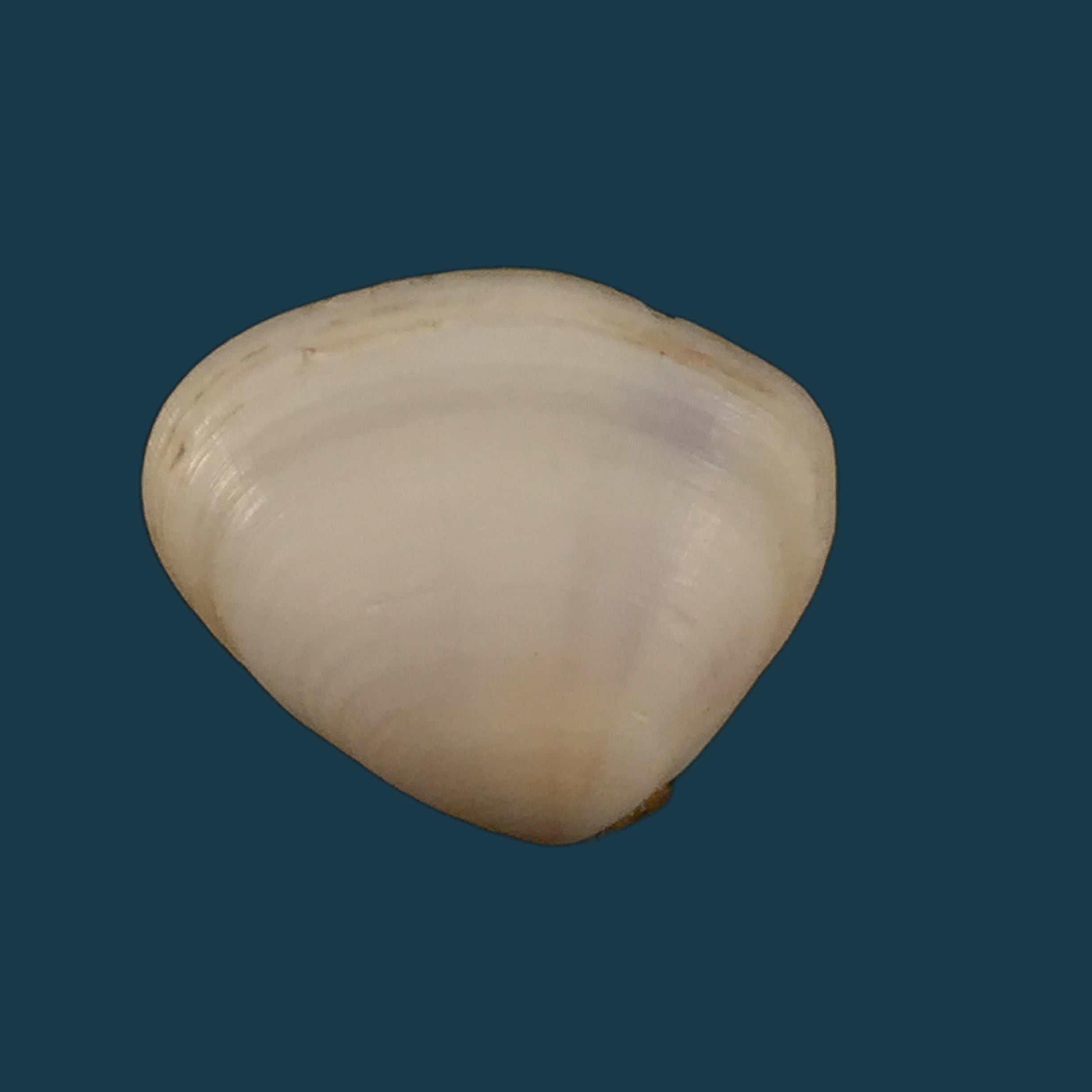 蚕豆格梅林, 1791 - 19,1mm