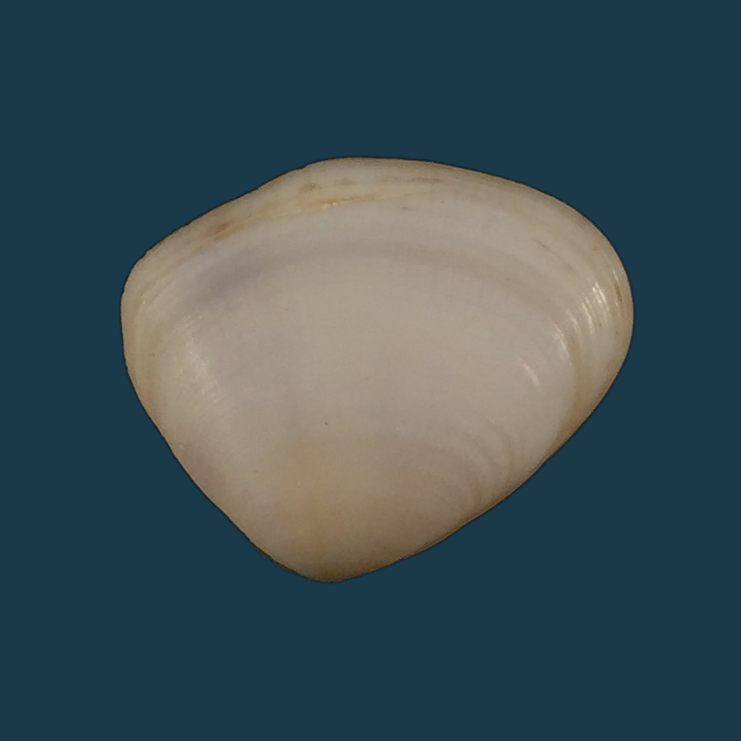 蚕豆格梅林, 1791 - 19,1mm