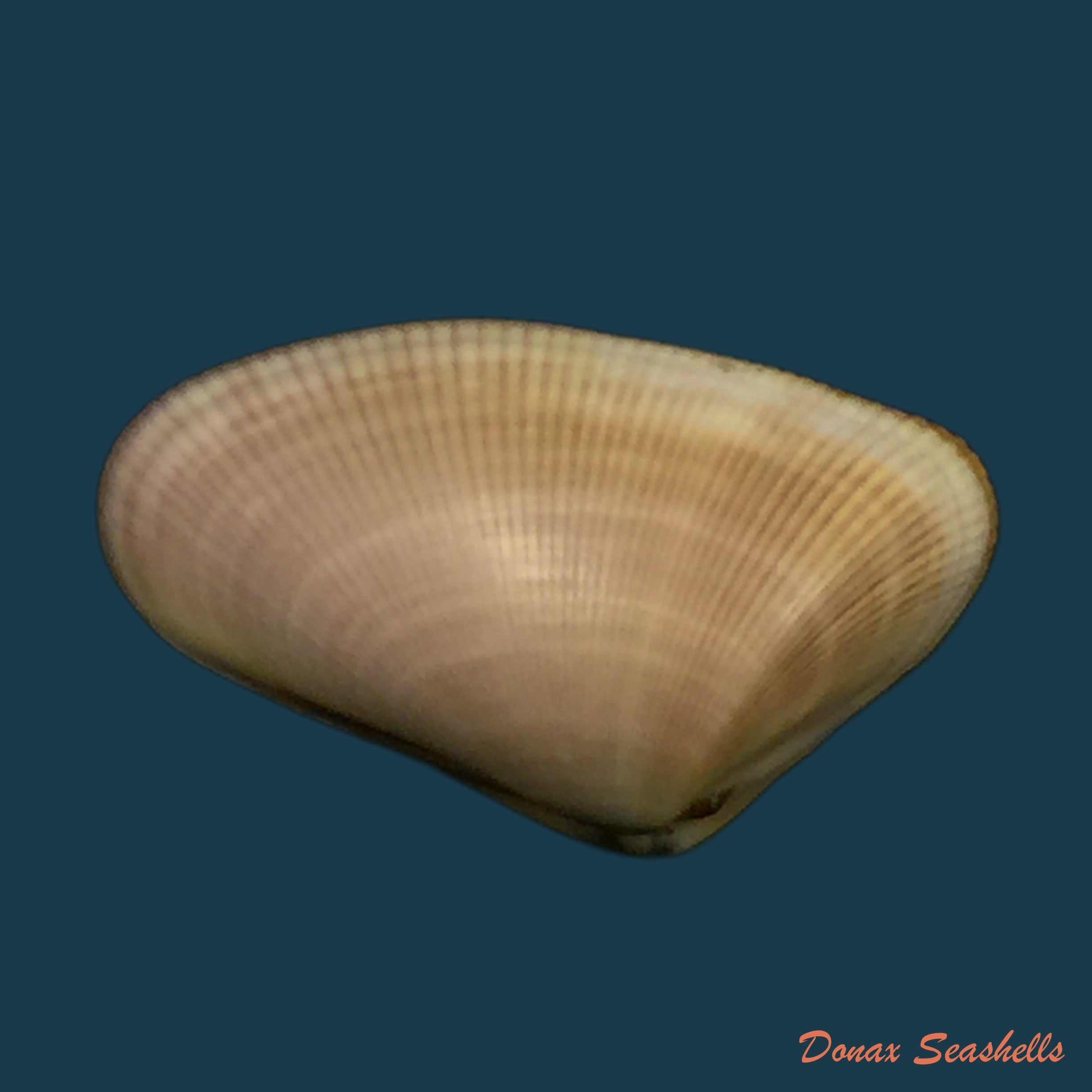 copia-de-iphigenia-brasiliensis-lamarck-1818-57mm