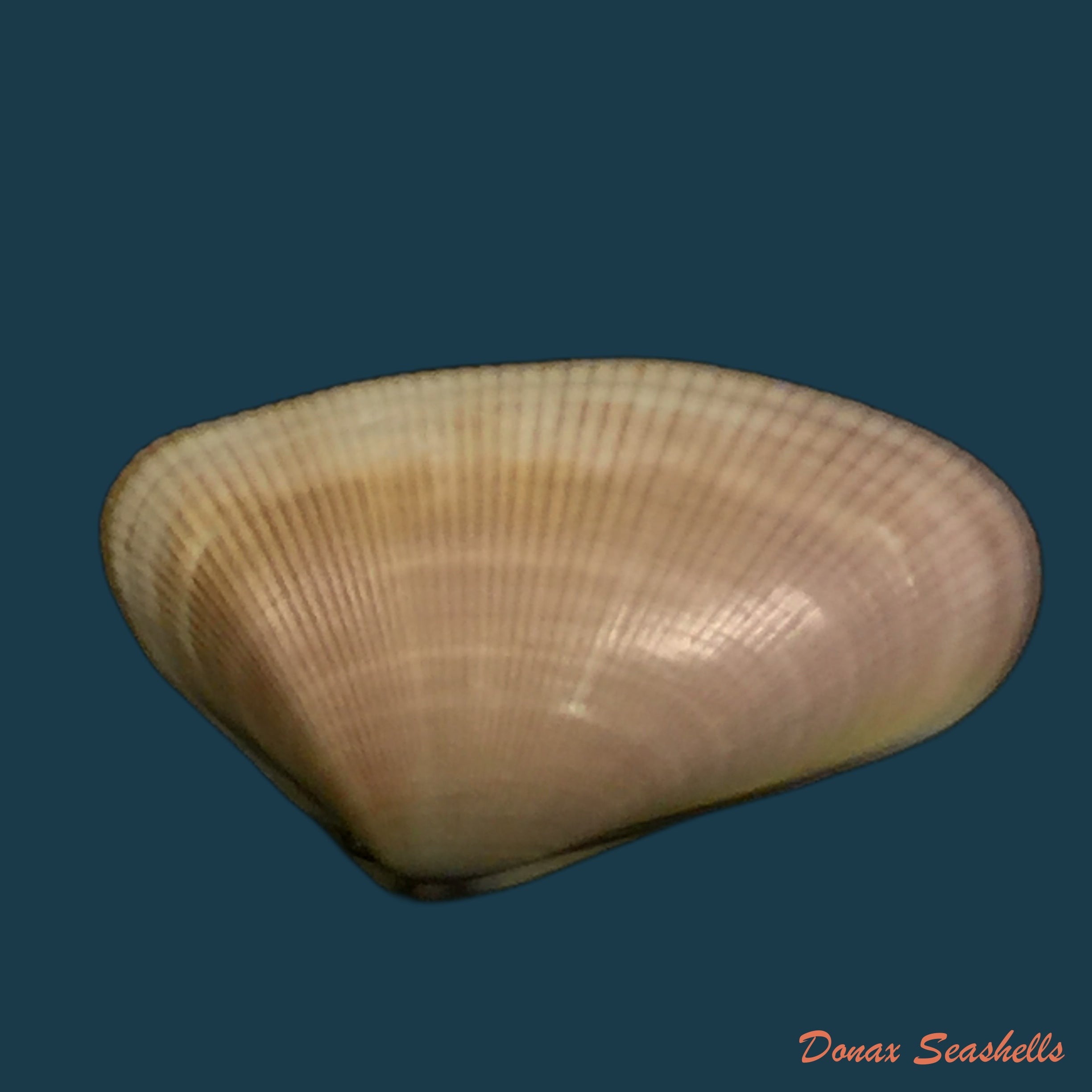copia-de-iphigenia-brasiliensis-lamarck-1818-57mm