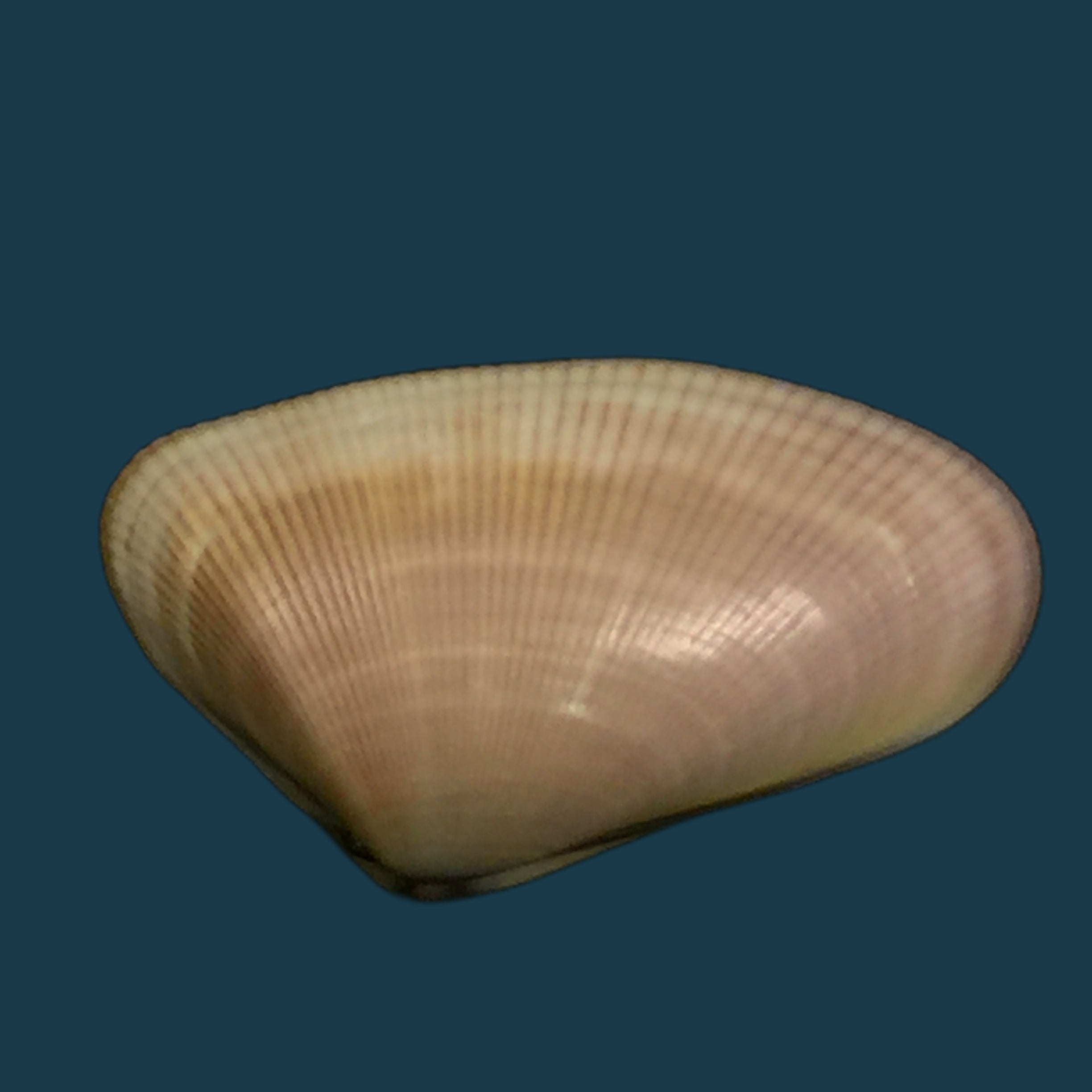 多纳克斯·奥贝鲁斯·里夫，1854 年 - 26,9mm