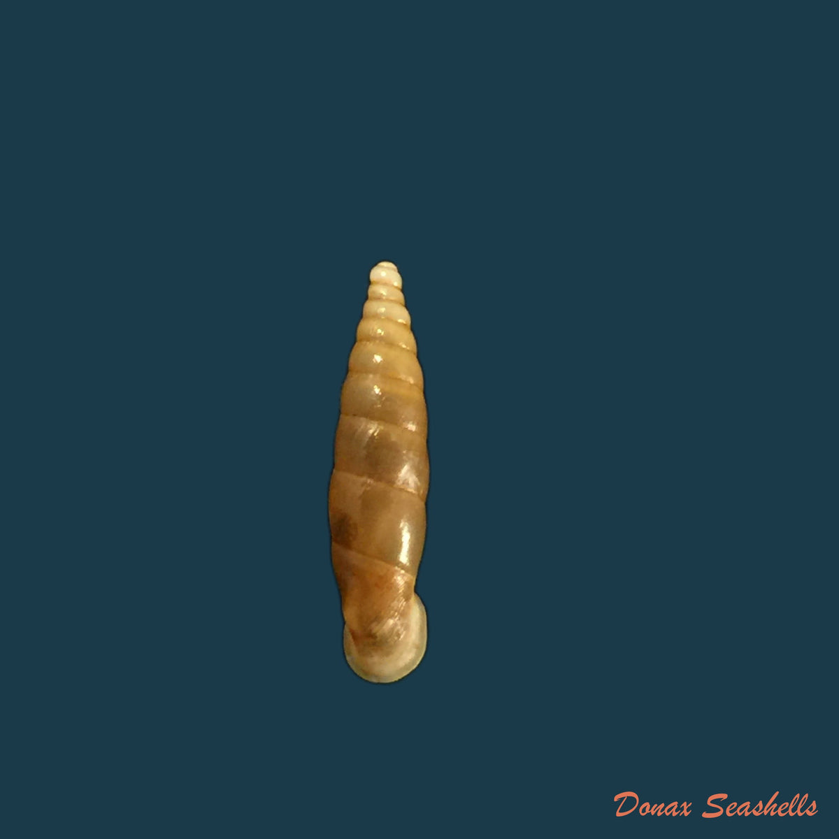 copia-de-isabellaria-clandestina-rossmassler-1857-18mm