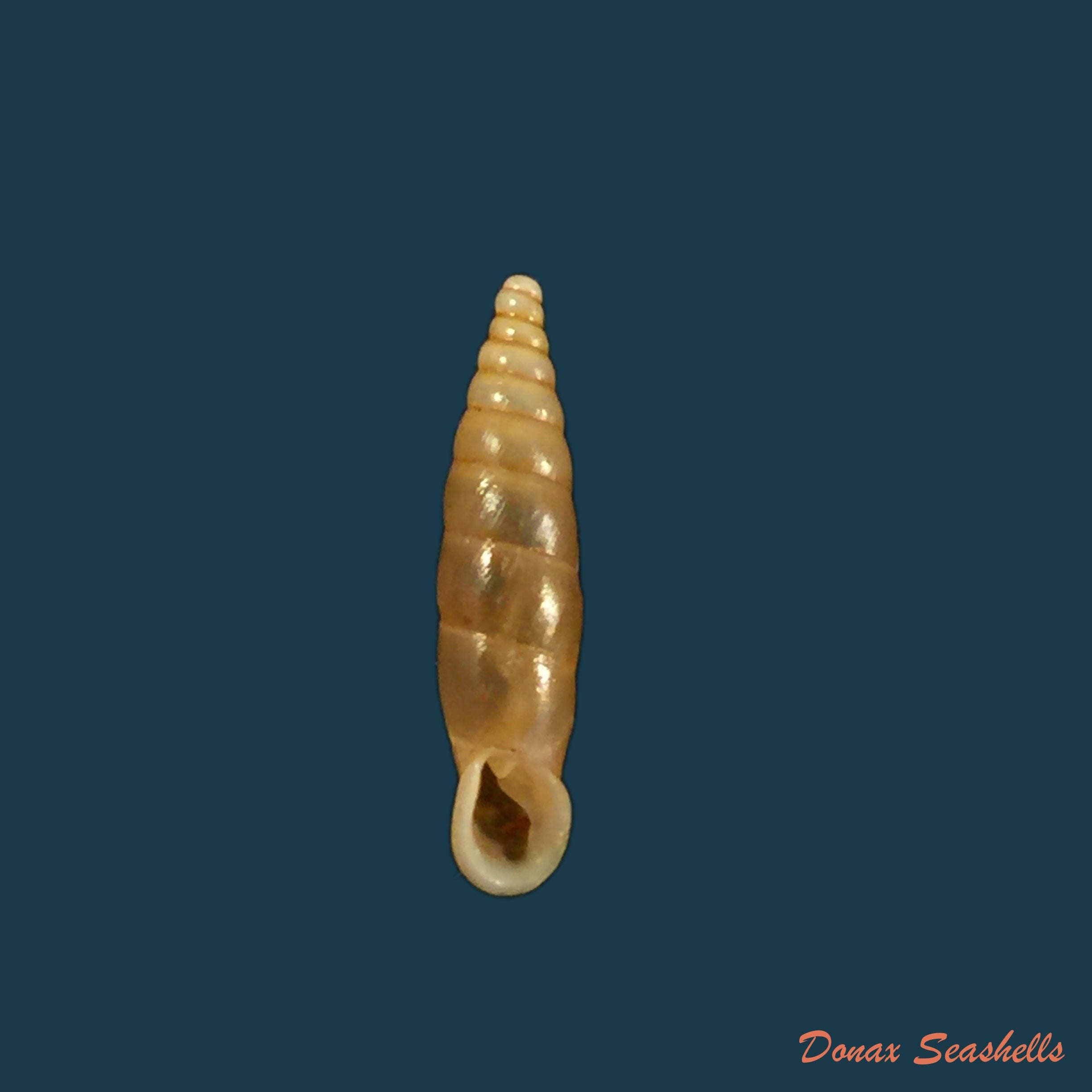 copia-de-isabellaria-clandestina-rossmassler-1857-18mm