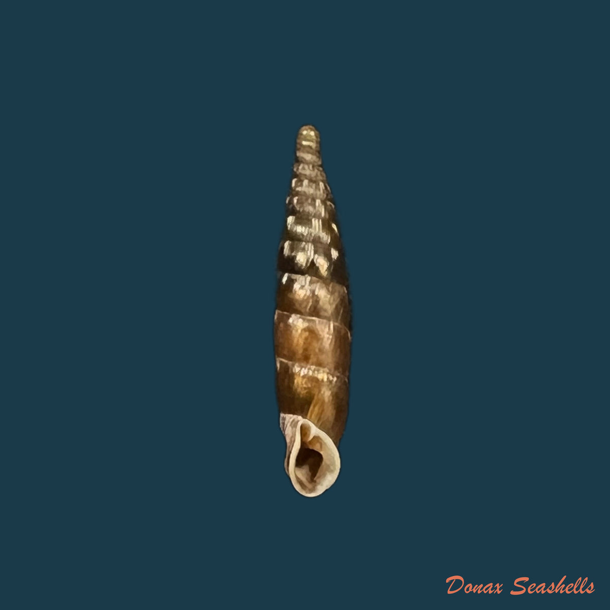 copia-de-isabellaria-praecipua-seviana-h-nordsieck-1972-14-5mm