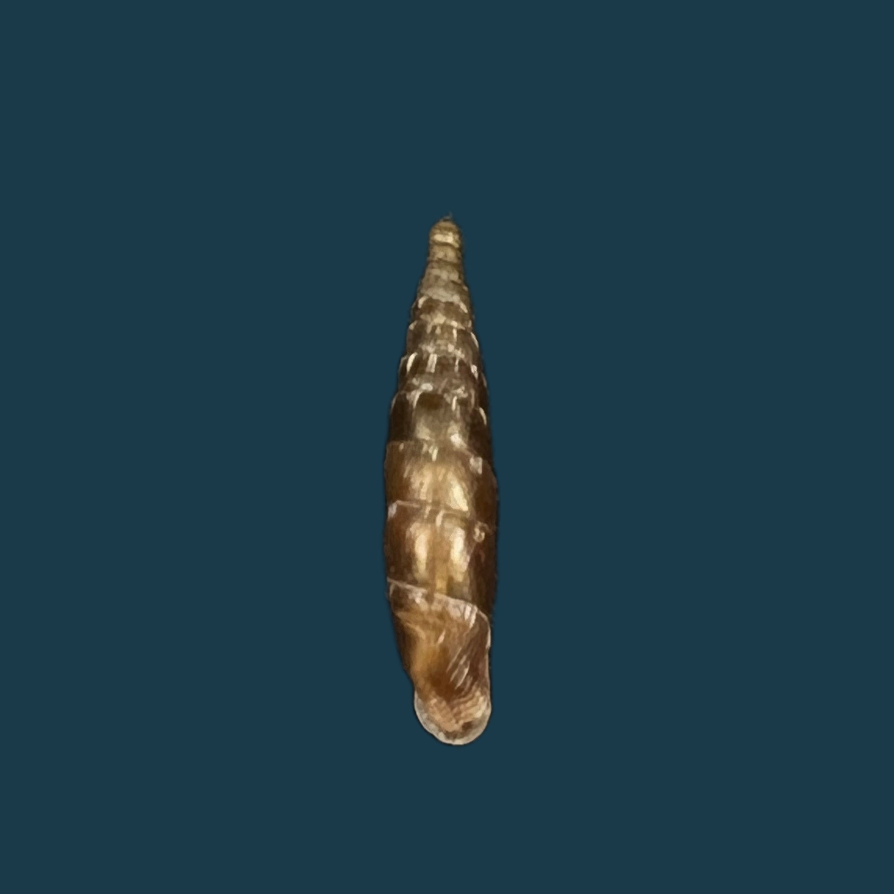 Bulgarica vetusta (Rossmassler, 1836) - 13毫米