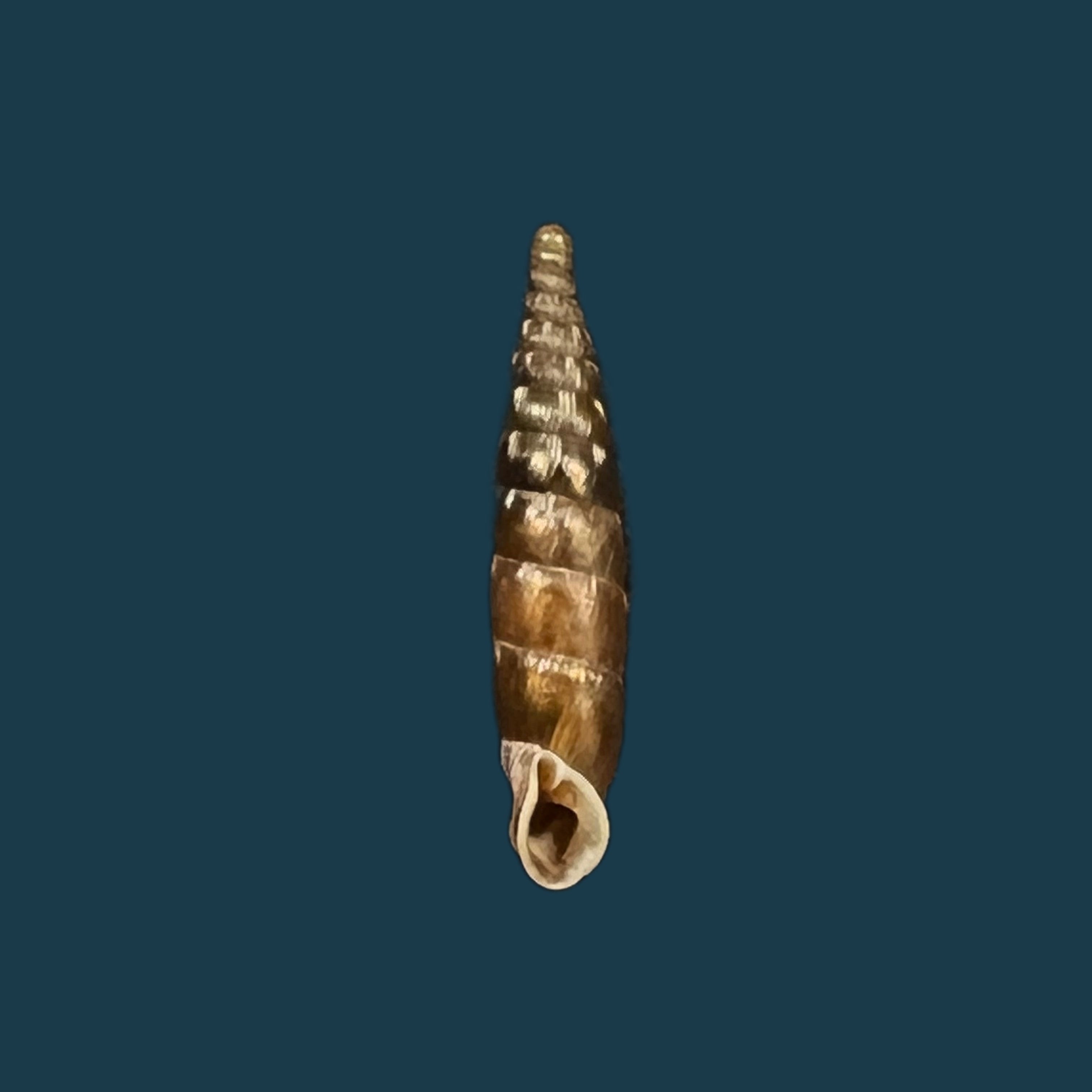Bulgarica vetusta (Rossmassler, 1836) - 13毫米
