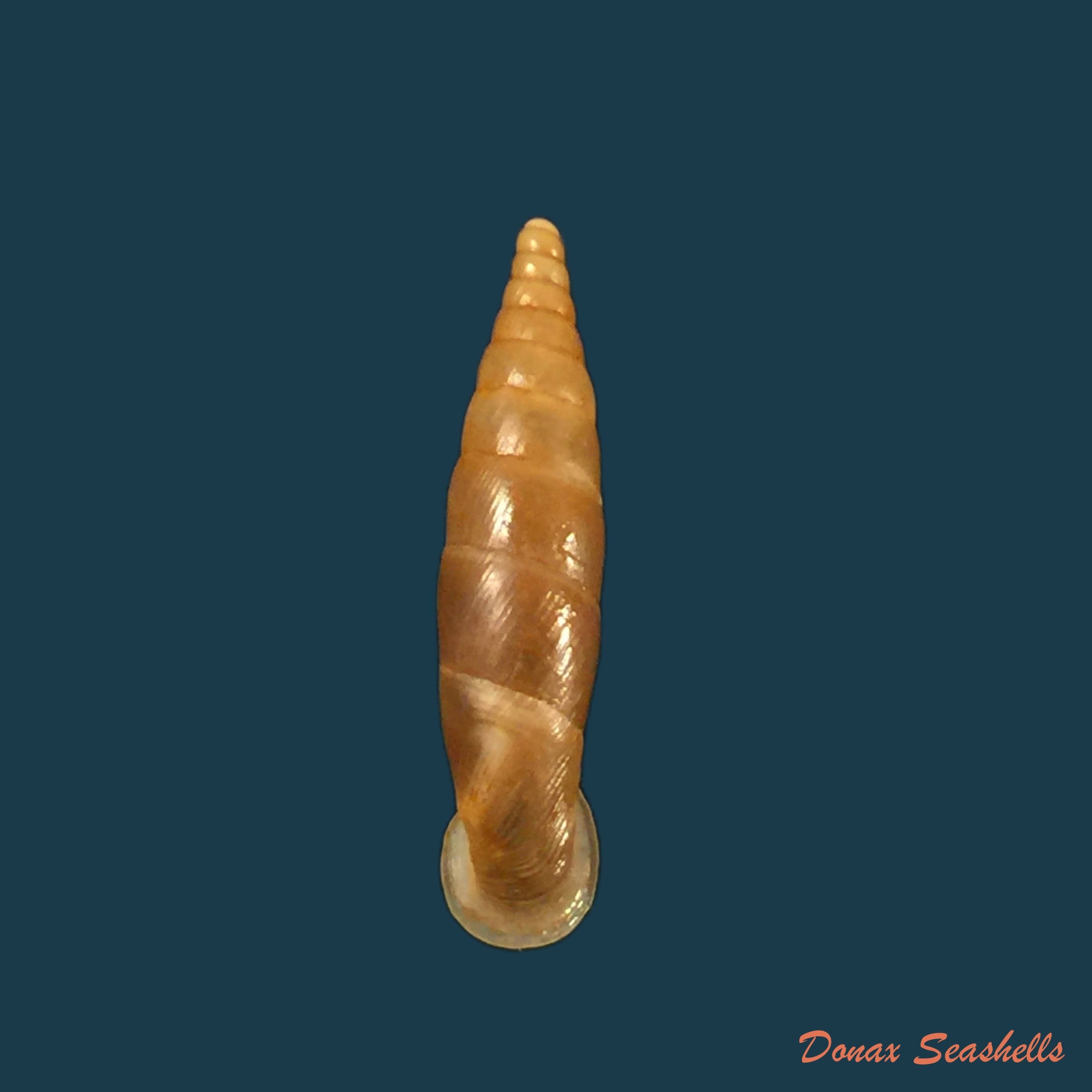 copia-de-isabellaria-thermopylarum-triodos-h-nordsieck-1974-16-1mm
