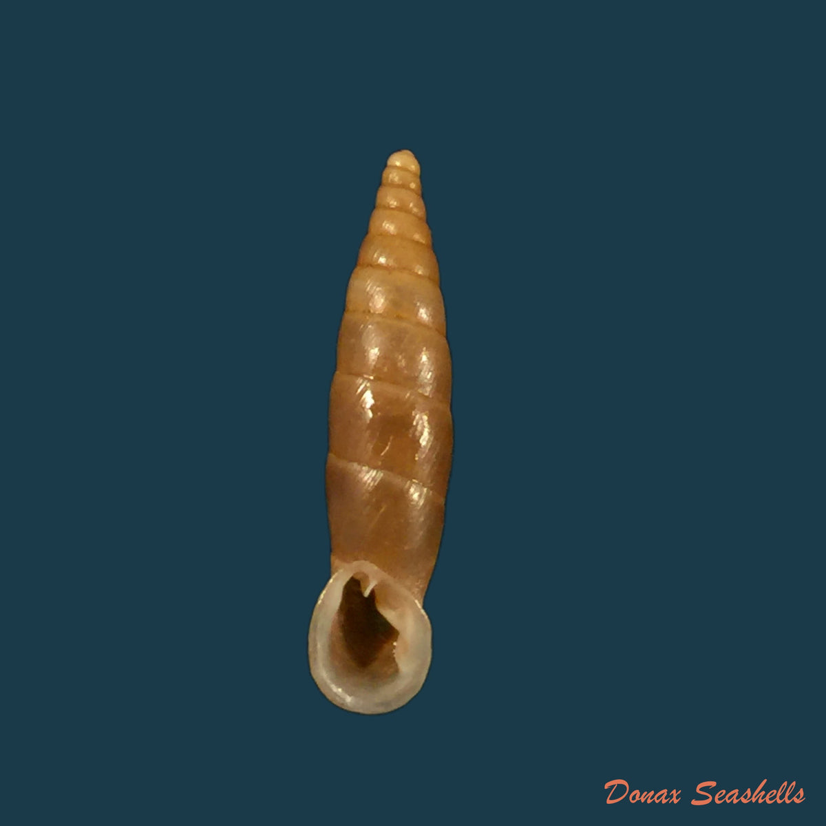 copia-de-isabellaria-thermopylarum-triodos-h-nordsieck-1974-16-1mm
