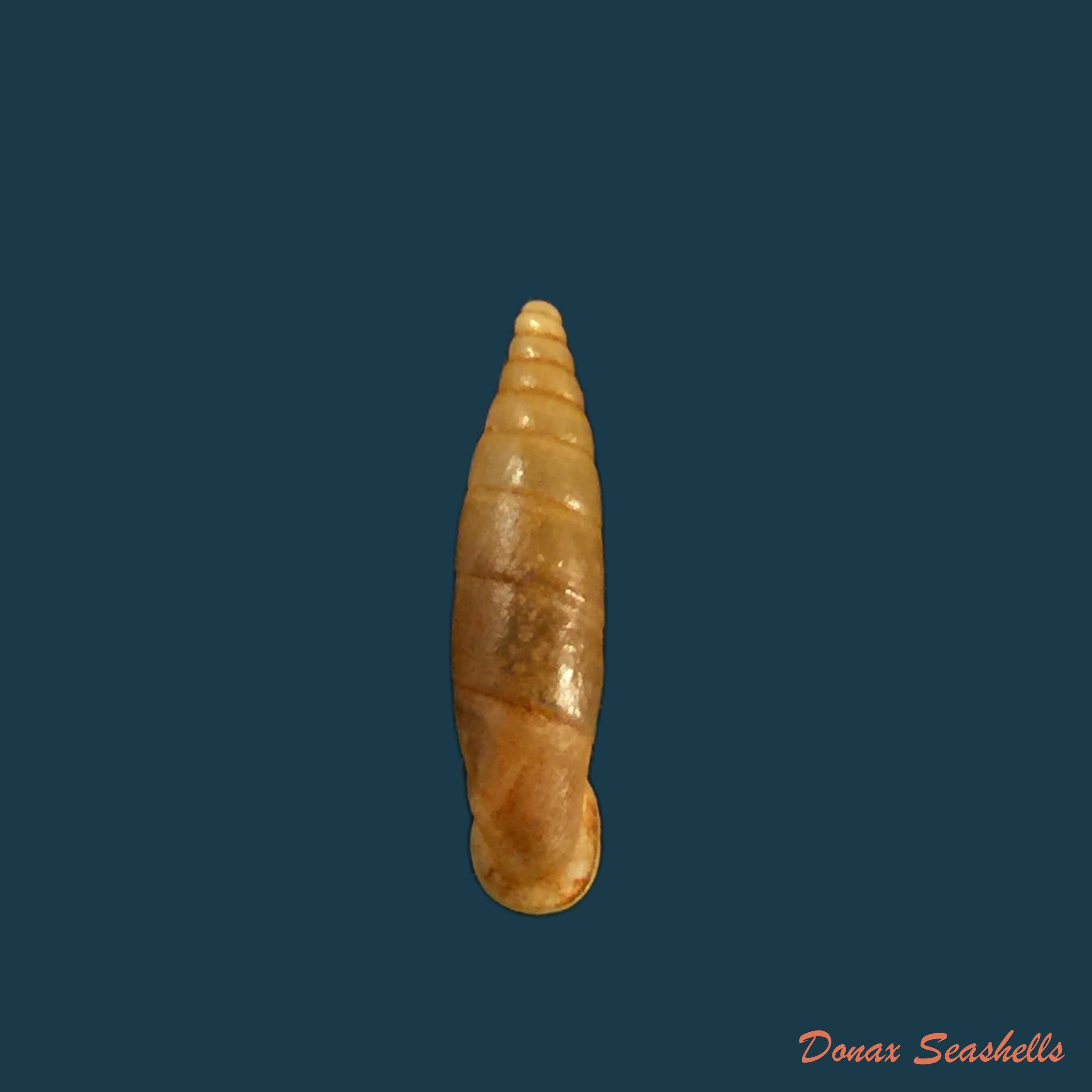 copia-de-isabellaria-thermopylarum-triodos-h-nordsieck-1974-16-9mm