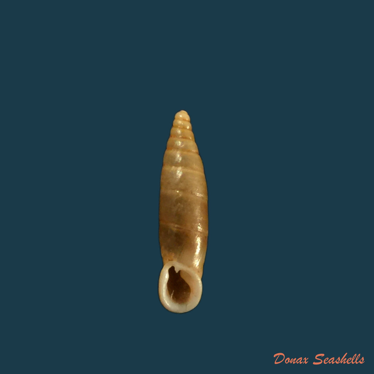 copia-de-isabellaria-thermopylarum-triodos-h-nordsieck-1974-16-9mm