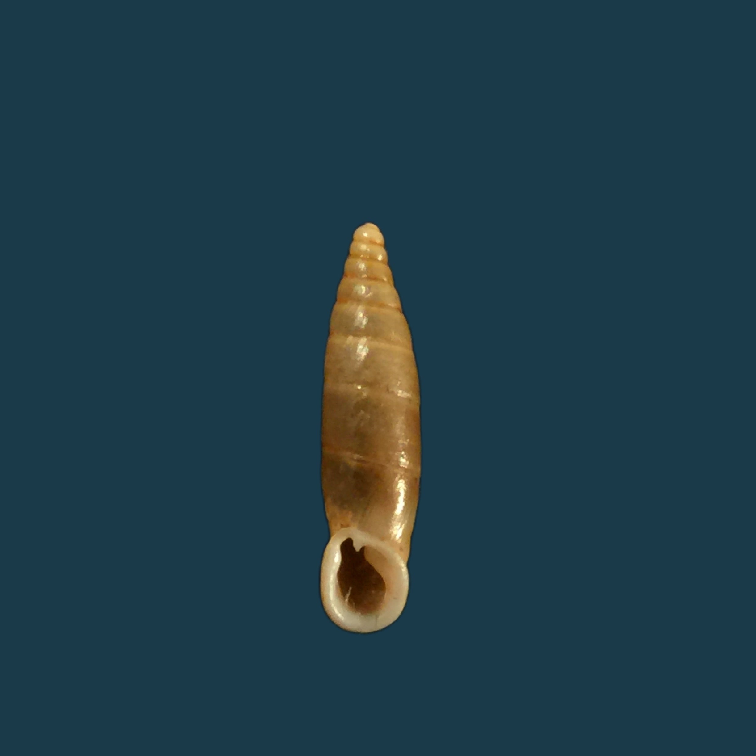 Isabellaria Thermopylarum triodos H. Nordsieck, 1974 - 16,1毫米