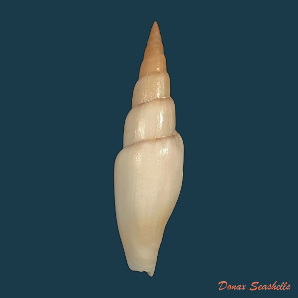 copia-de-isara-swansoni-broderip-1836-128mm