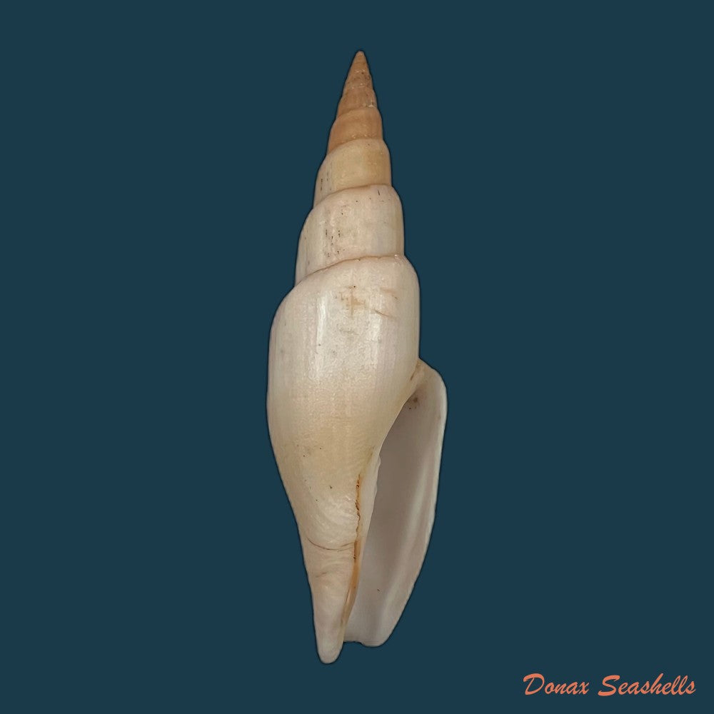 copia-de-isara-swansoni-broderip-1836-128mm
