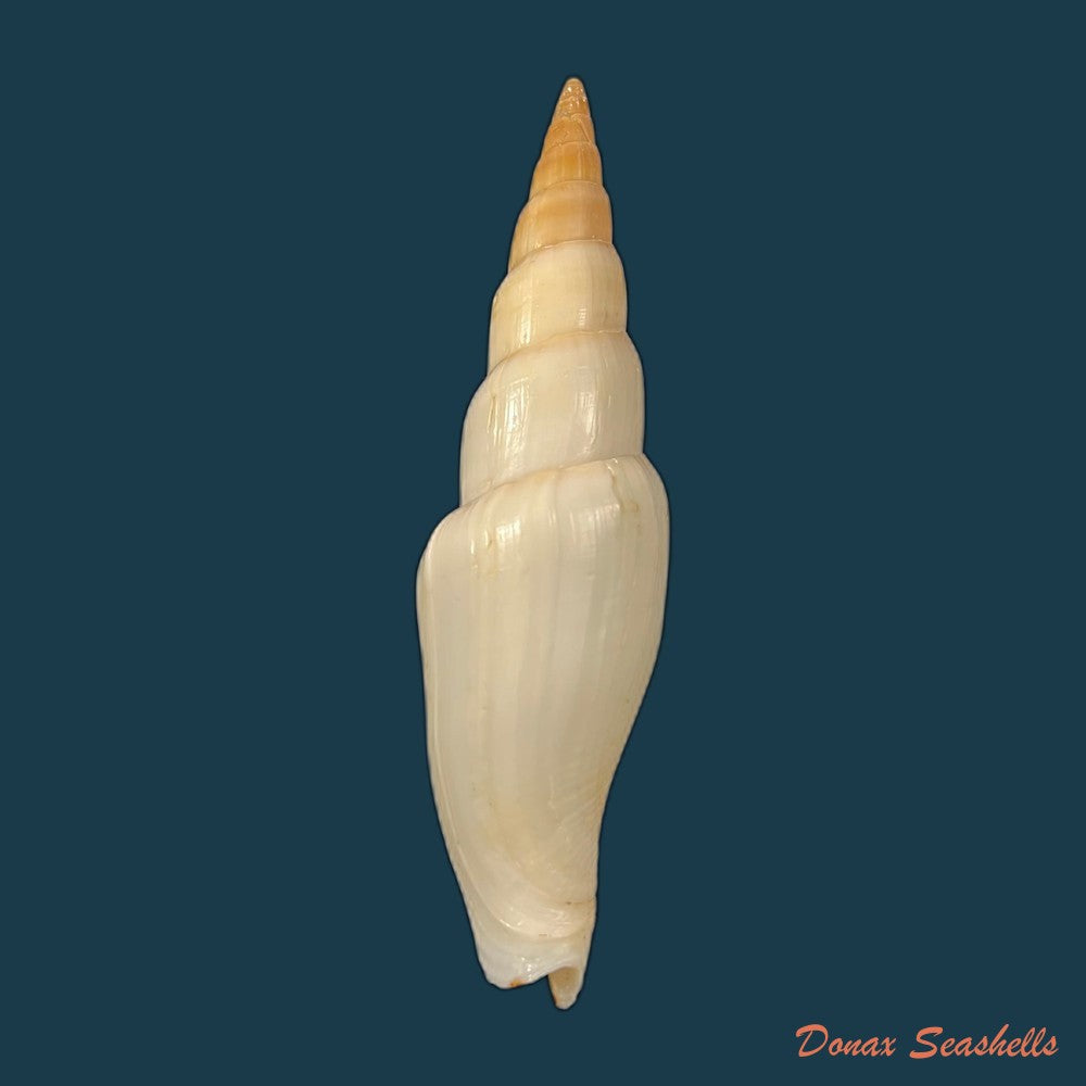 copia-de-isara-swansoni-broderip-1836-129-4mm-1