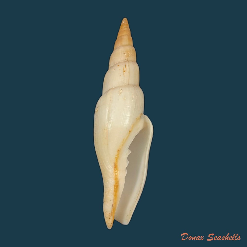 copia-de-isara-swansoni-broderip-1836-129-4mm-1