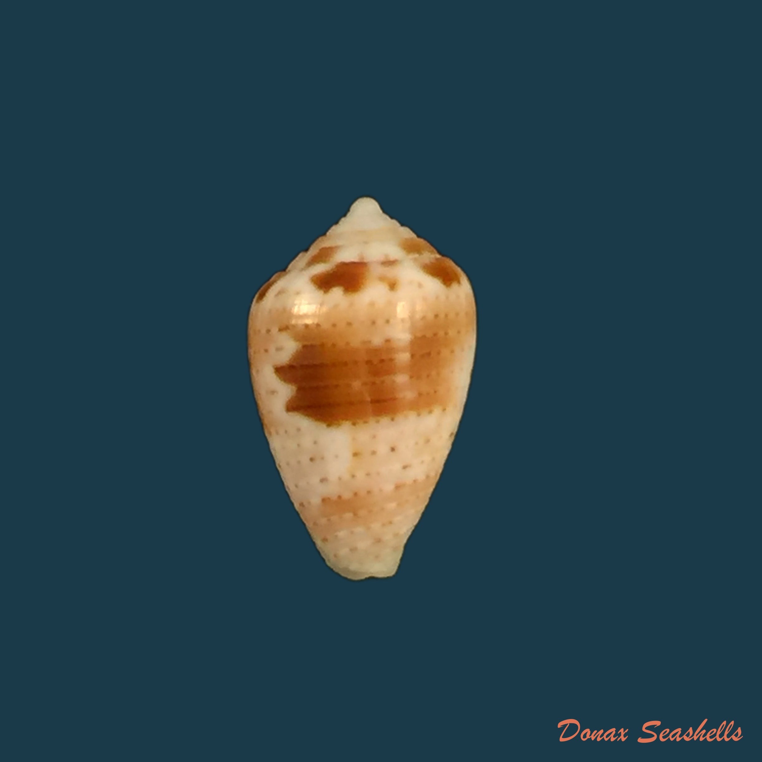 copia-de-japidiconus-ogum-petuch-myers-2014