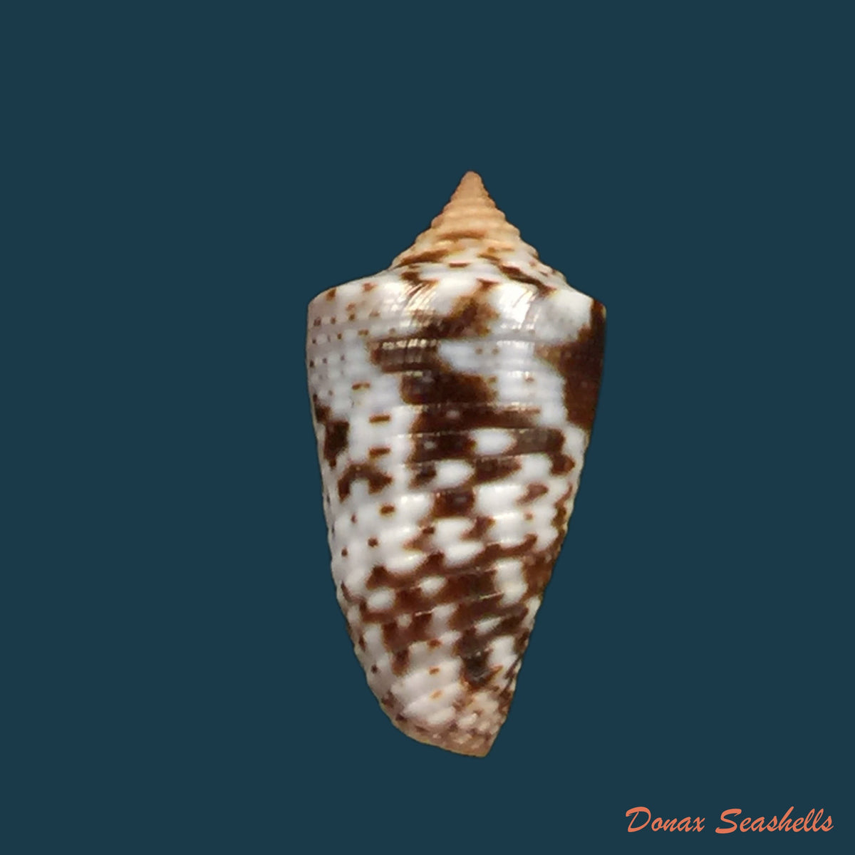 copia-de-jaspidiconus-ramosorum-petuch-berschauer-2019-19-7mm