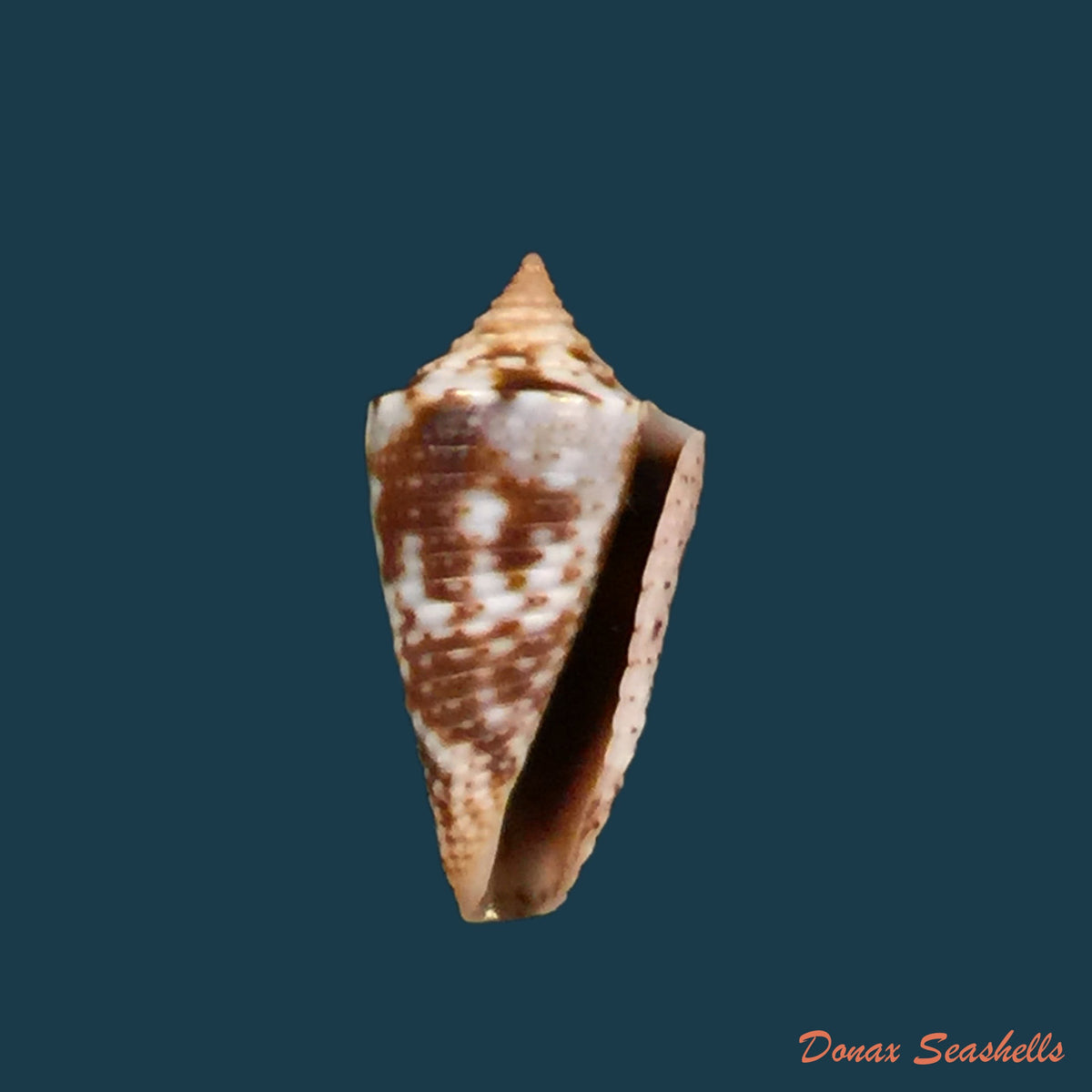 copia-de-jaspidiconus-ramosorum-petuch-berschauer-2019-19-7mm