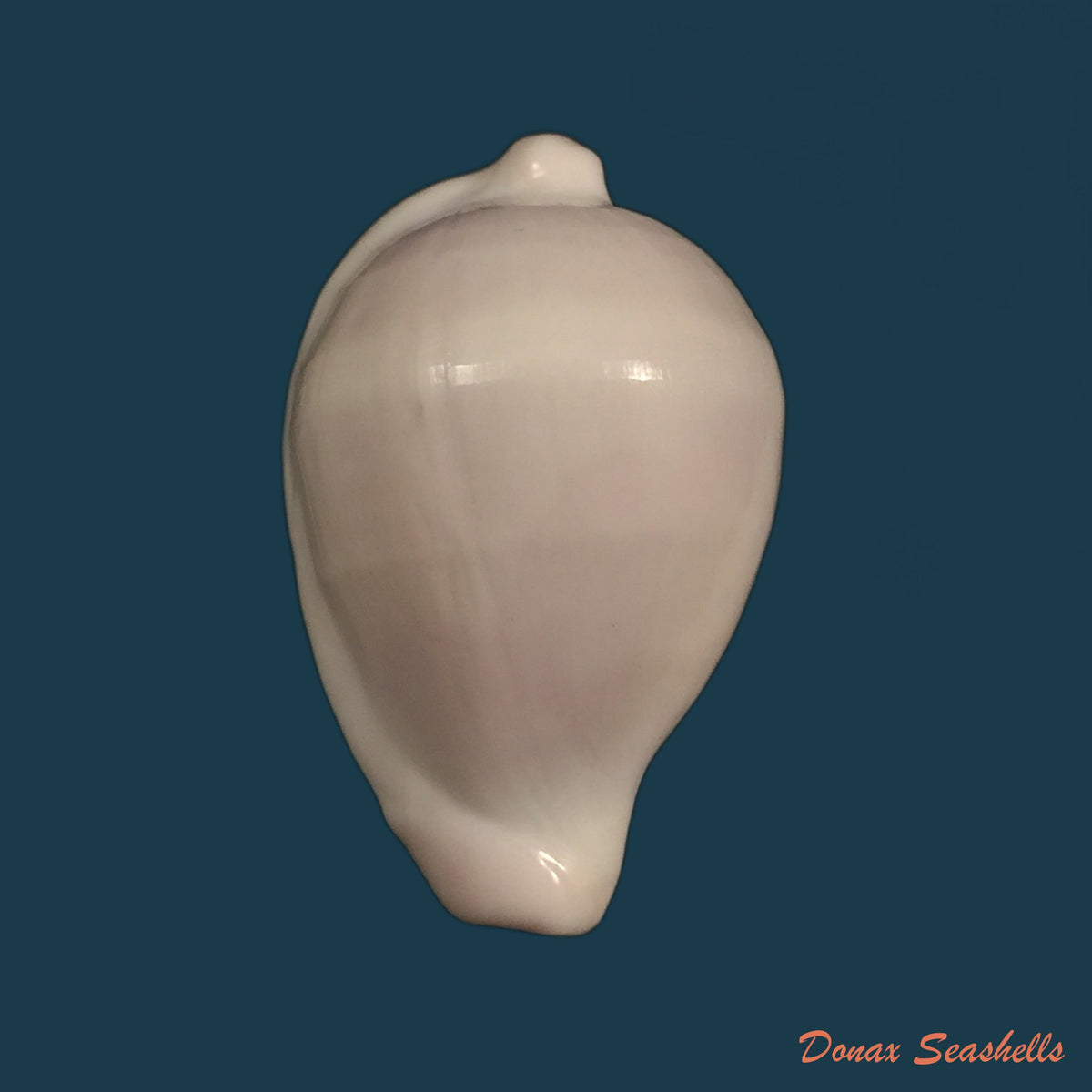 copia-de-jenneria-pustulata-lightfoot-1786-24-6mm