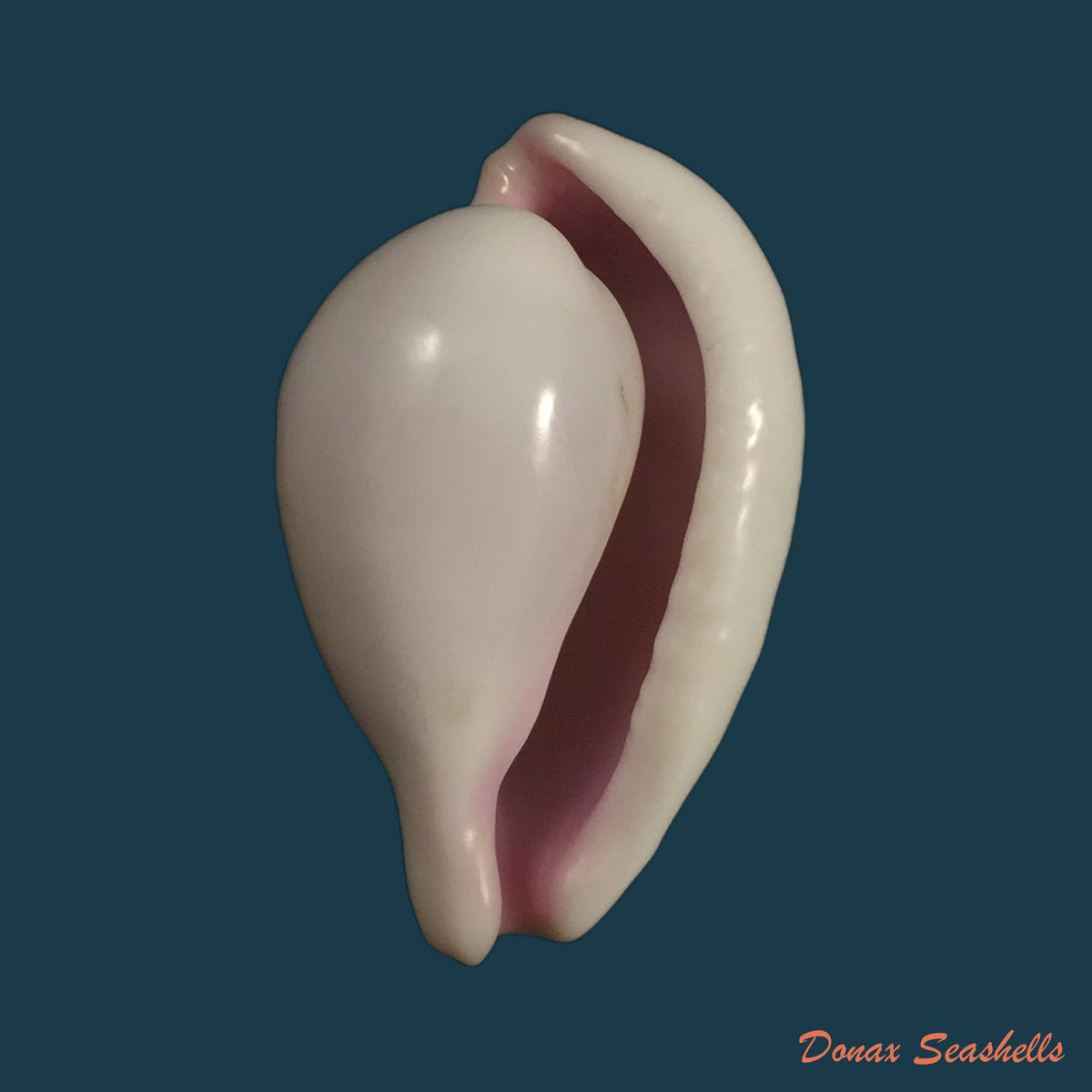 copia-de-jenneria-pustulata-lightfoot-1786-24-6mm