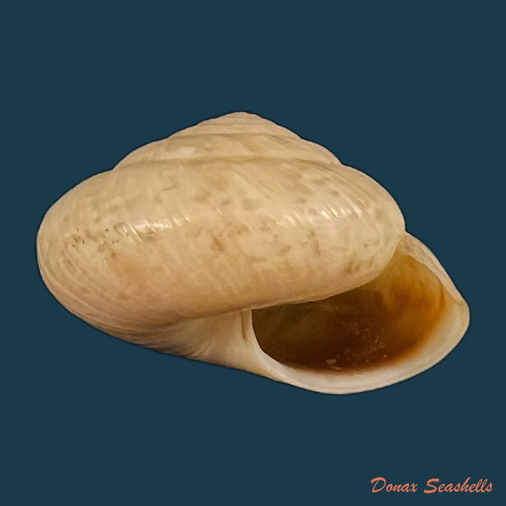 copia-de-kalidos-chasteli-ferussac-1832-28-6mm