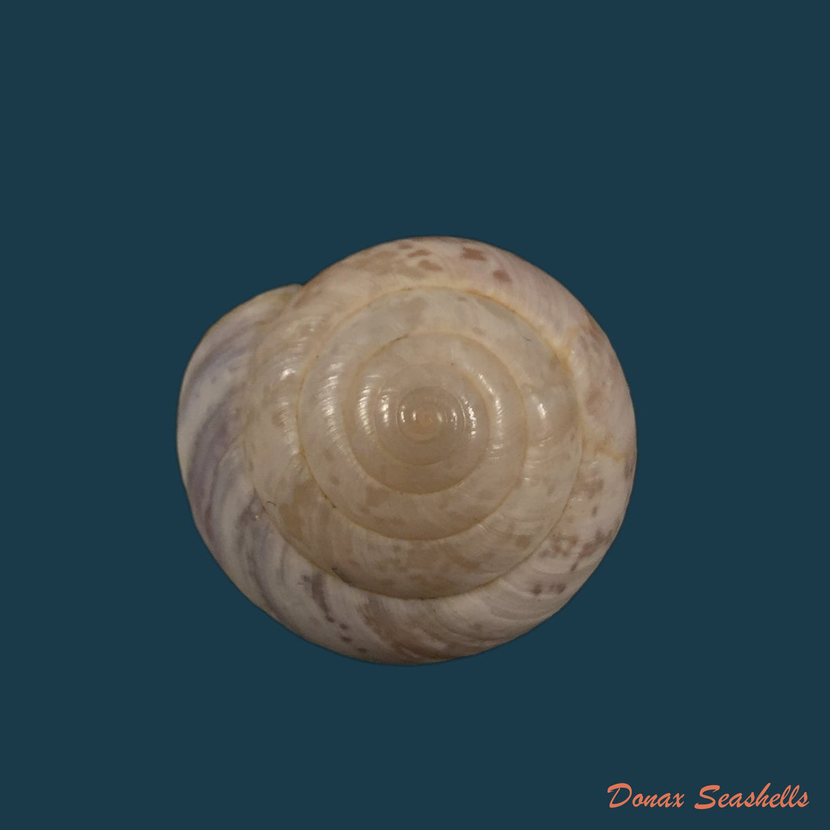 copia-de-kalidos-chasteli-ferussac-1832-30-7mm-1