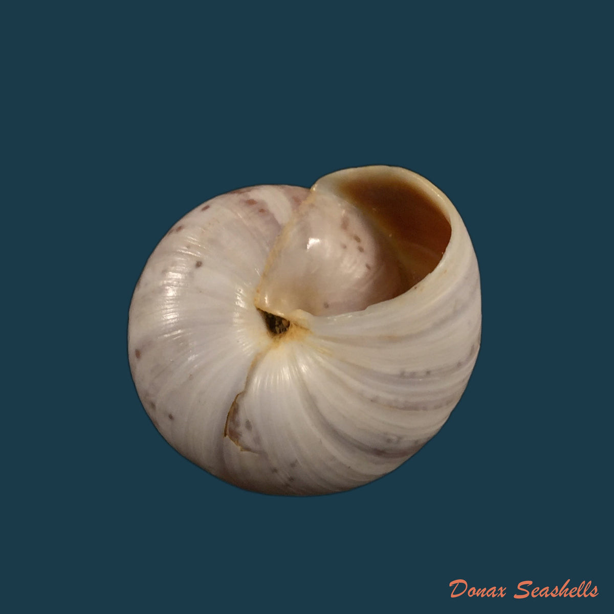 copia-de-kalidos-chasteli-ferussac-1832-30-7mm-1