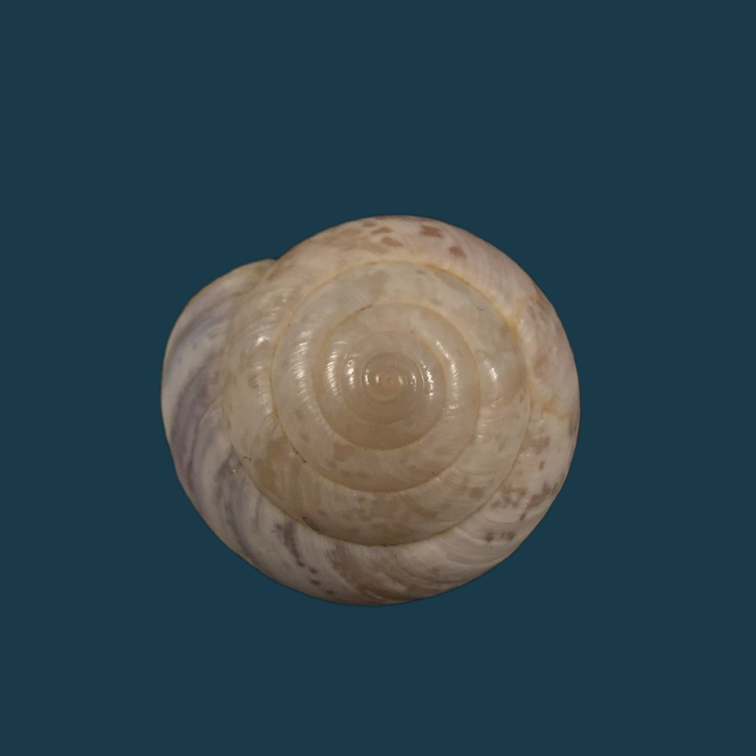 Kalidos chastellii（Deshayes，1832）- 28,6毫米