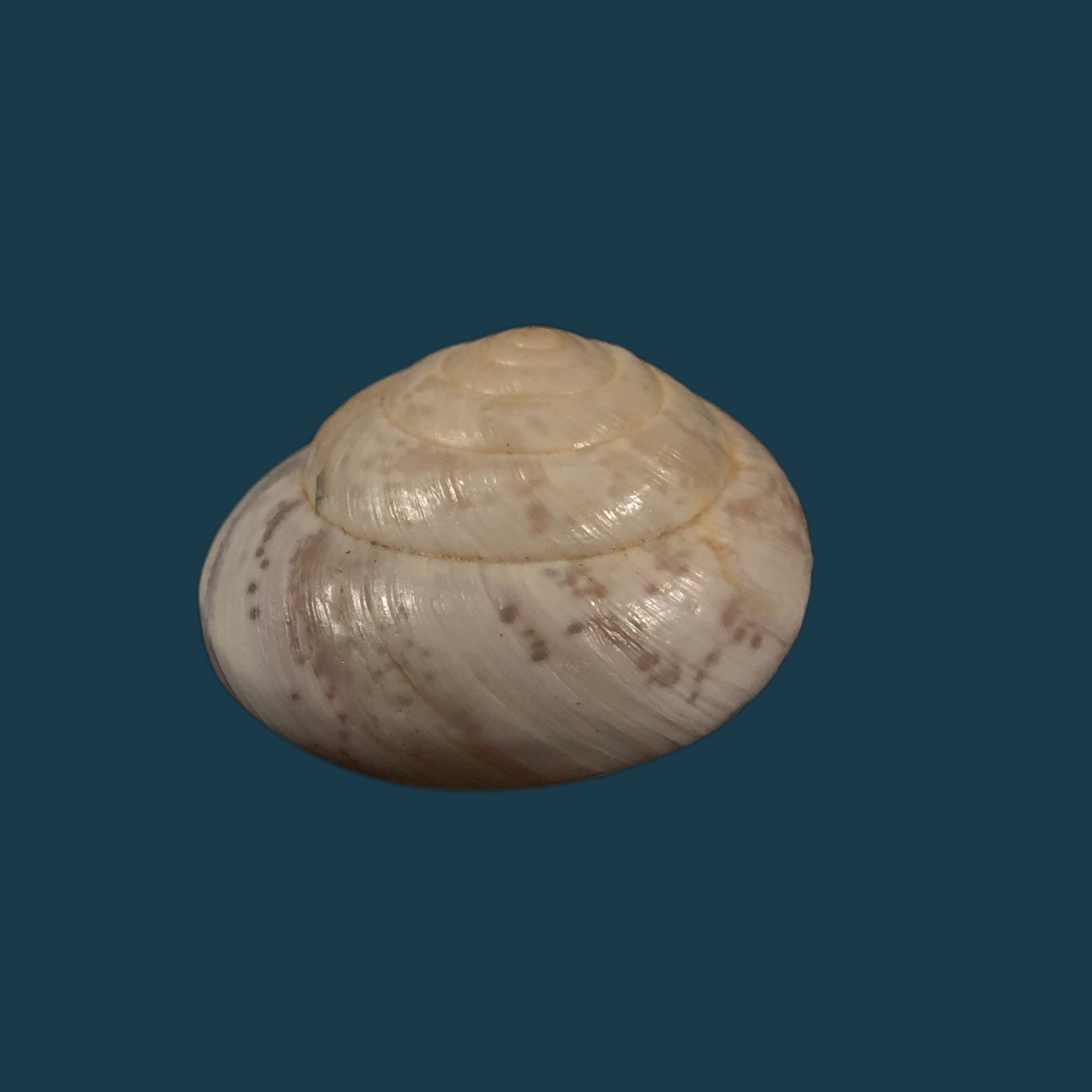 Kalidos chastellii（Deshayes，1832）- 28,6毫米