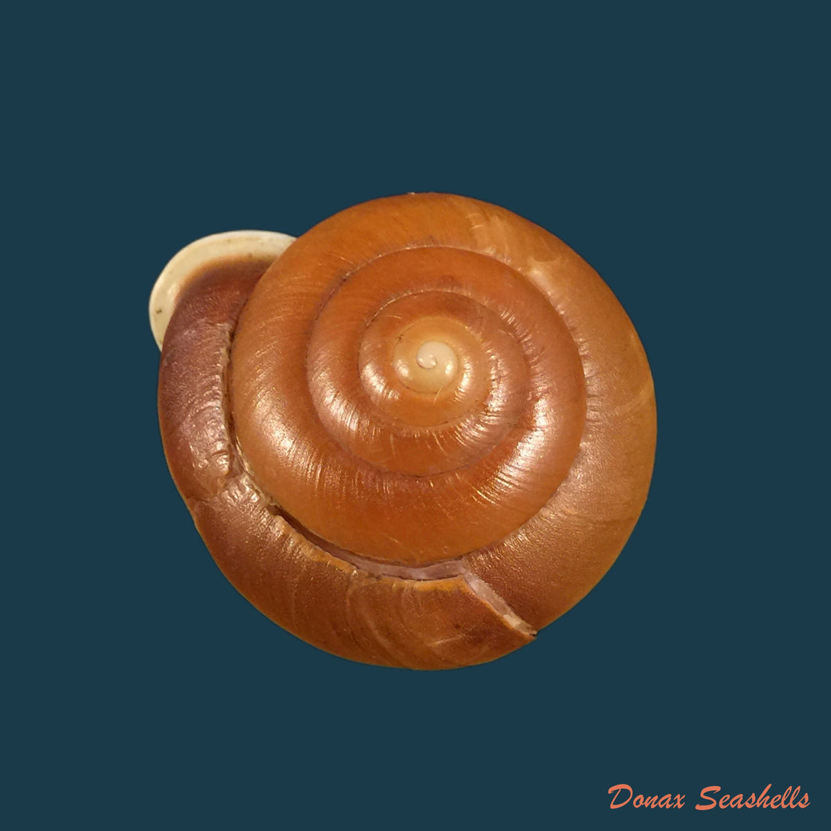copia-de-labirinthus-bifurcata-deshayes-1838-34-5mm
