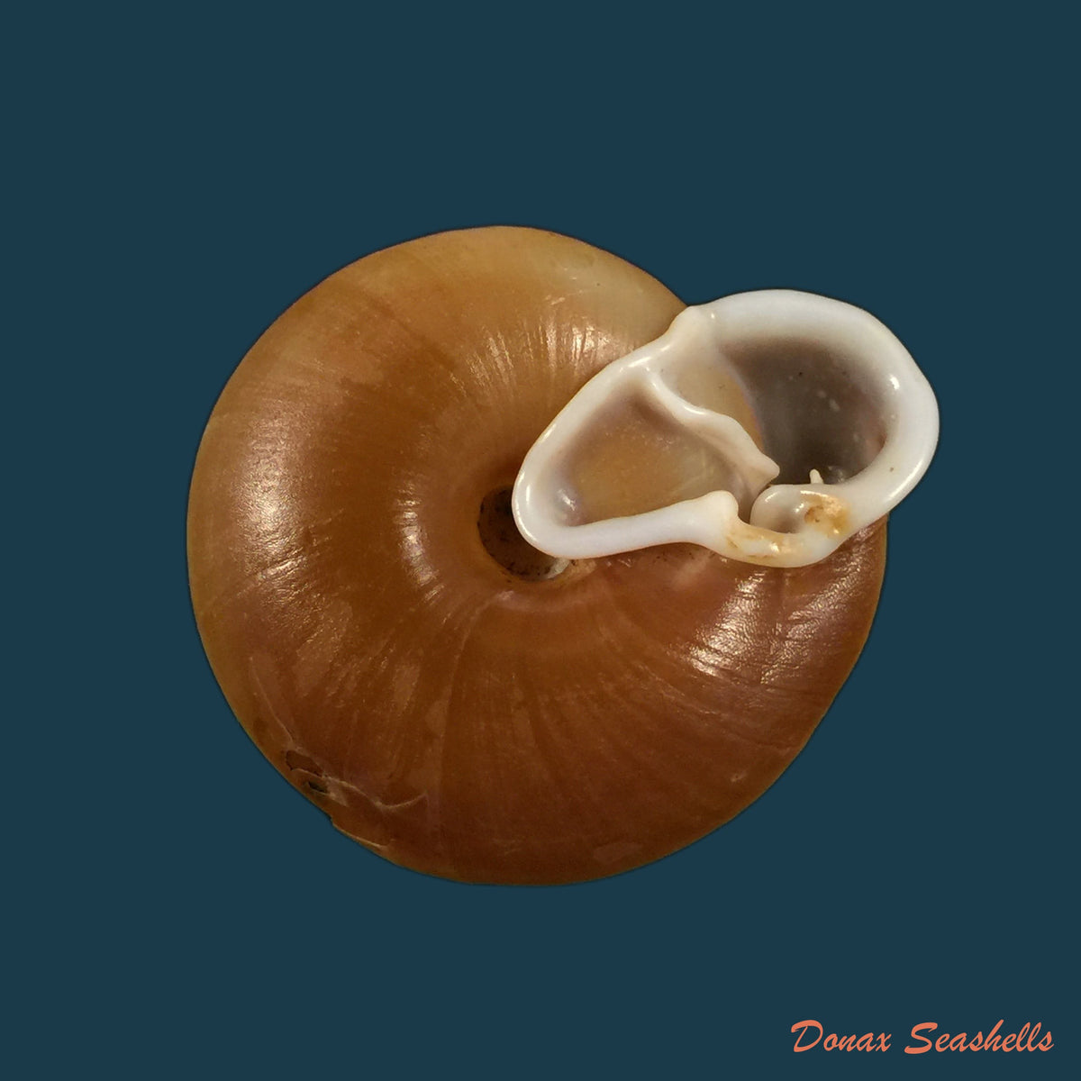 copia-de-labirinthus-bifurcata-deshayes-1838-34-5mm