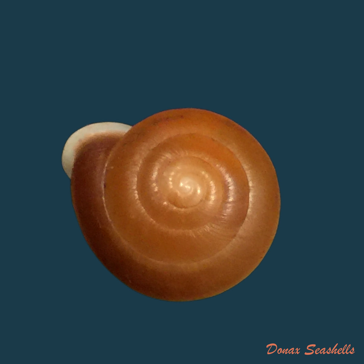 copia-de-labirinthus-leprieurii-petit-1840-18-9mm-1