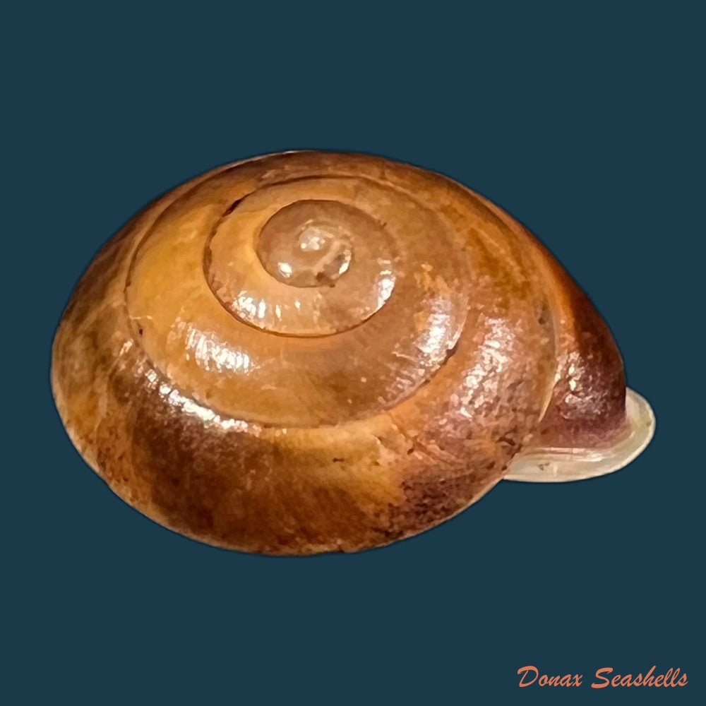 copia-de-labyrinthus-leprieurii-petit-de-la-saussaye-1840-20-1mm